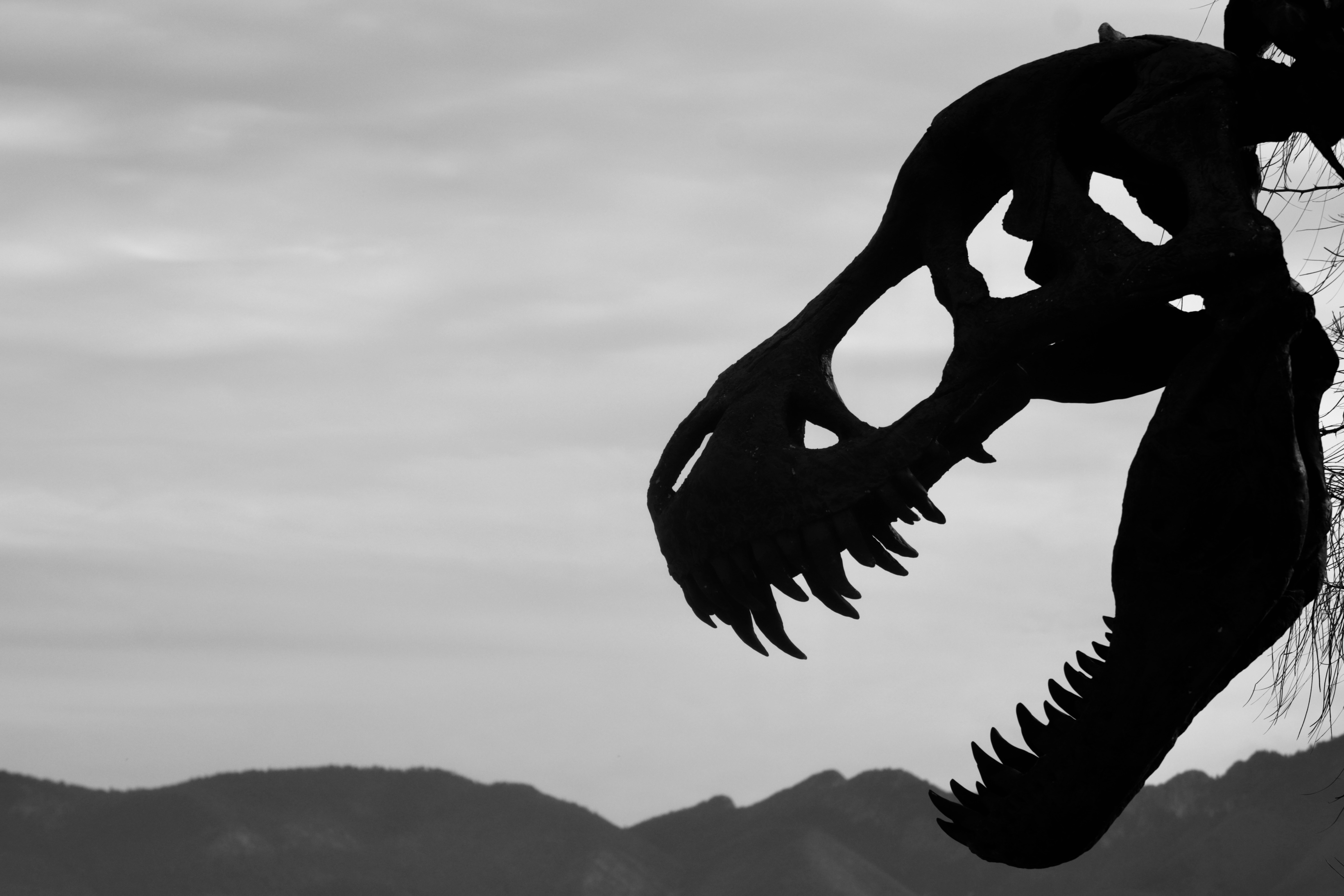 A dinosaur skeleton hanging from a tree branch