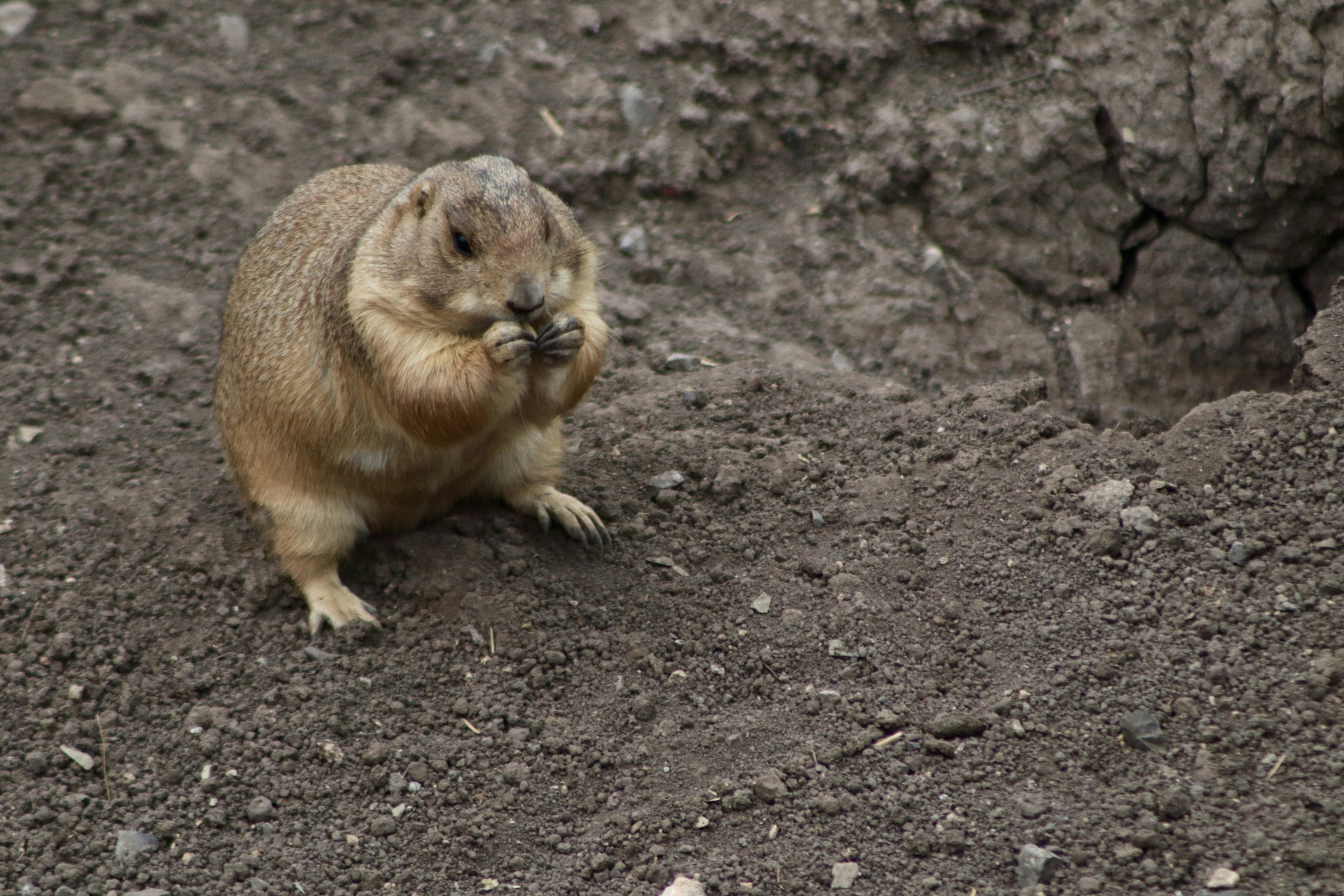 A small rodent sitting on top of a dirt field