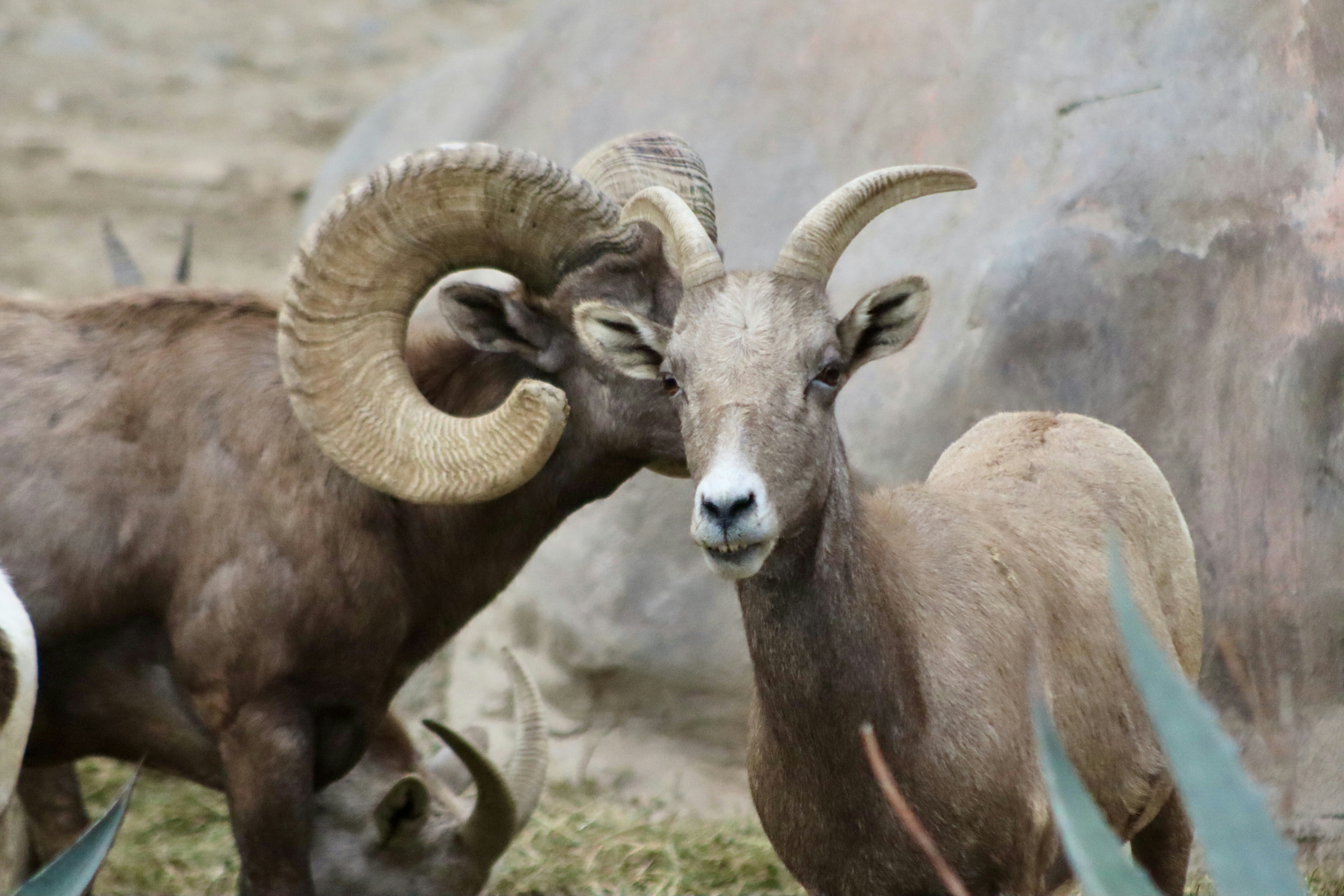 A couple of rams standing next to each other