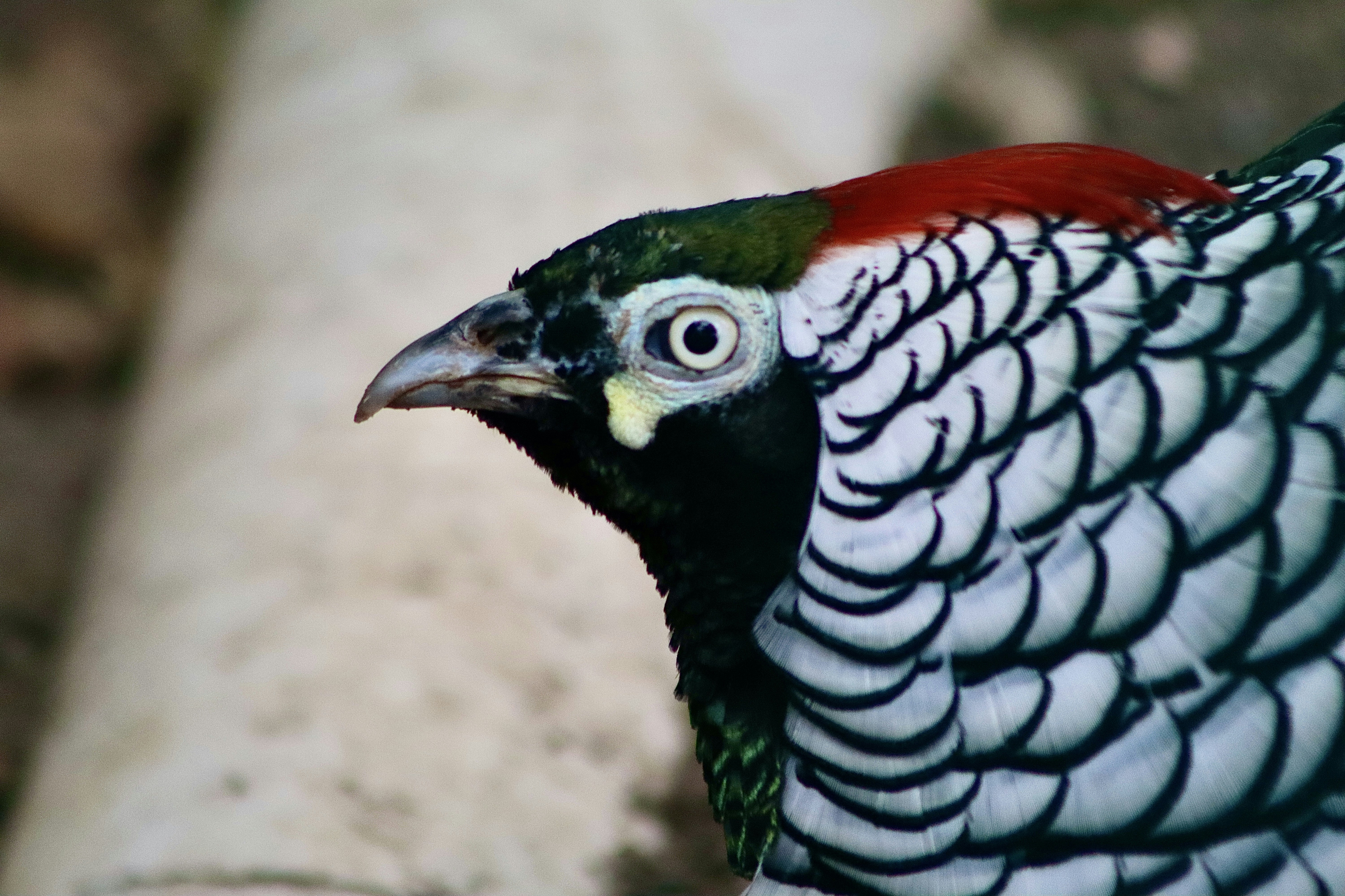 A close up of a bird on a rock
