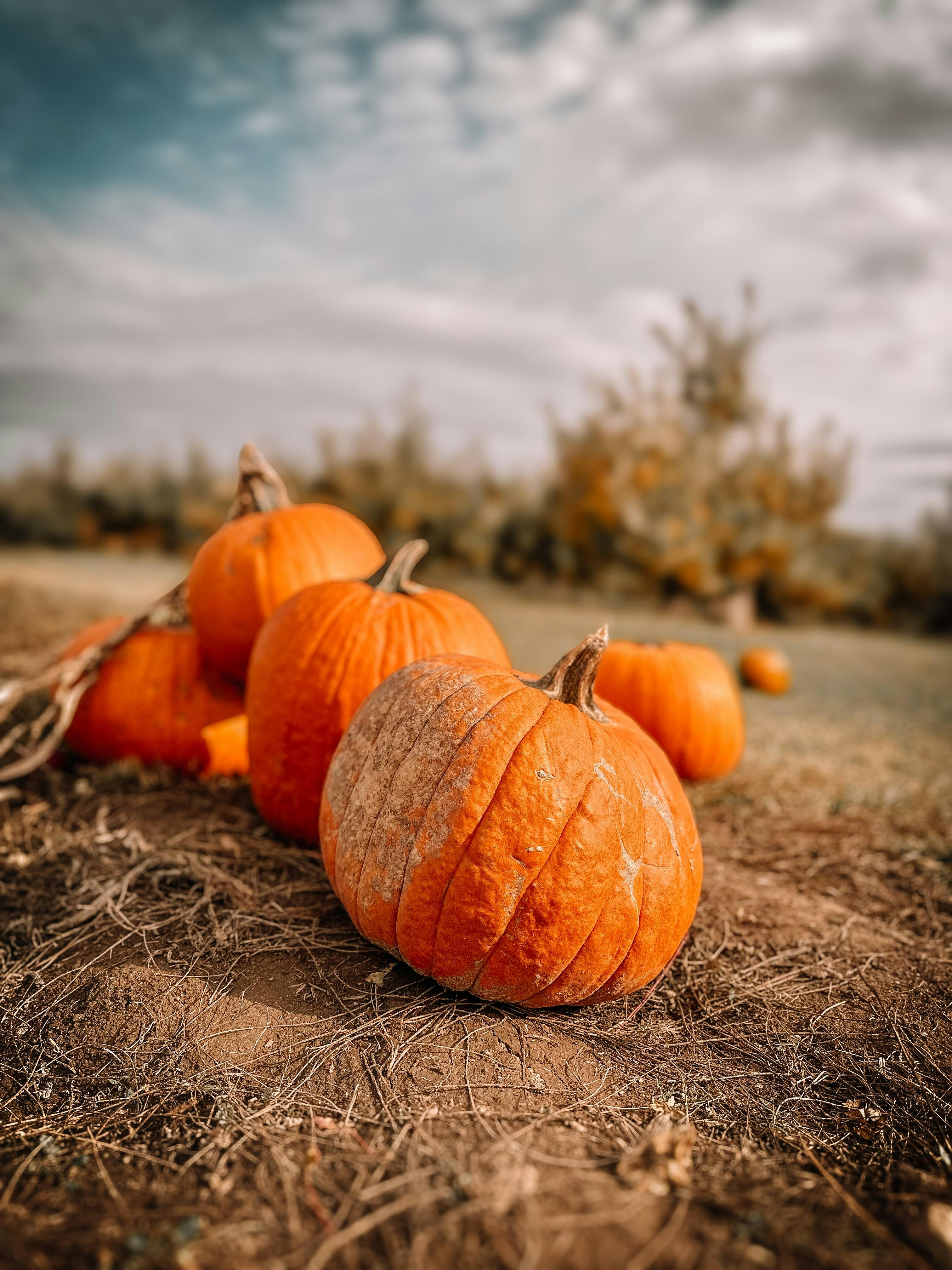 Un tas de citrouilles posé sur un champ d’herbe sèche