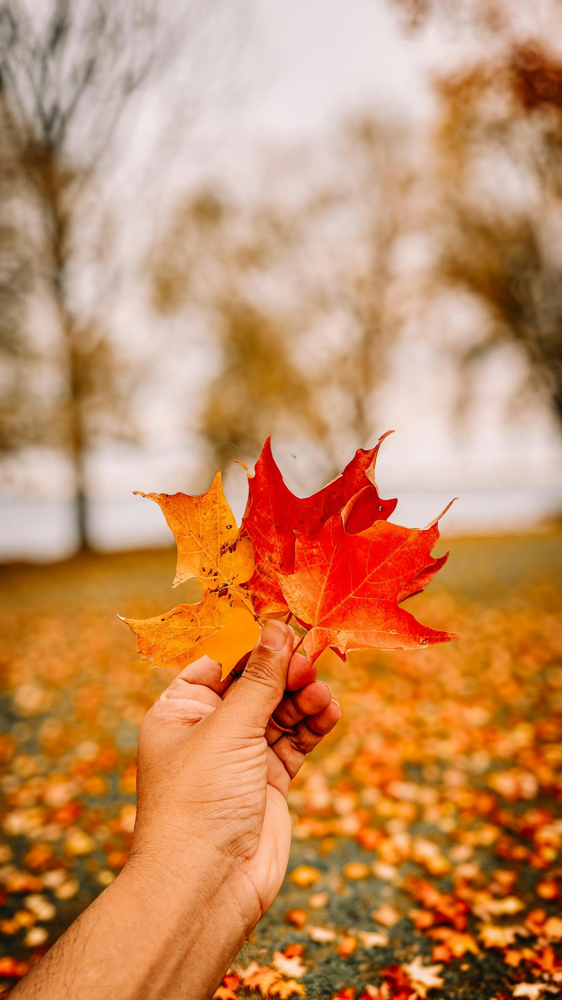 A person holding a leaf in their hand