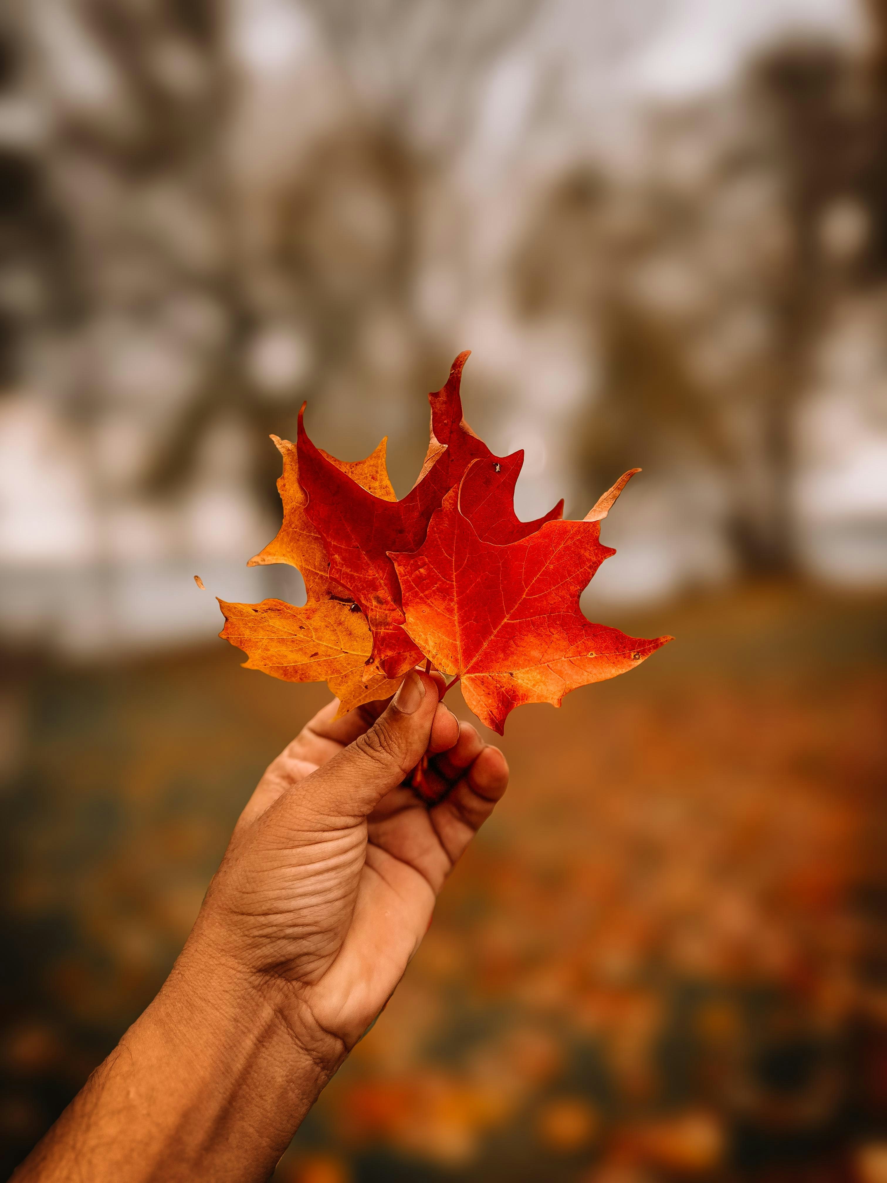A person holding a leaf in their hand