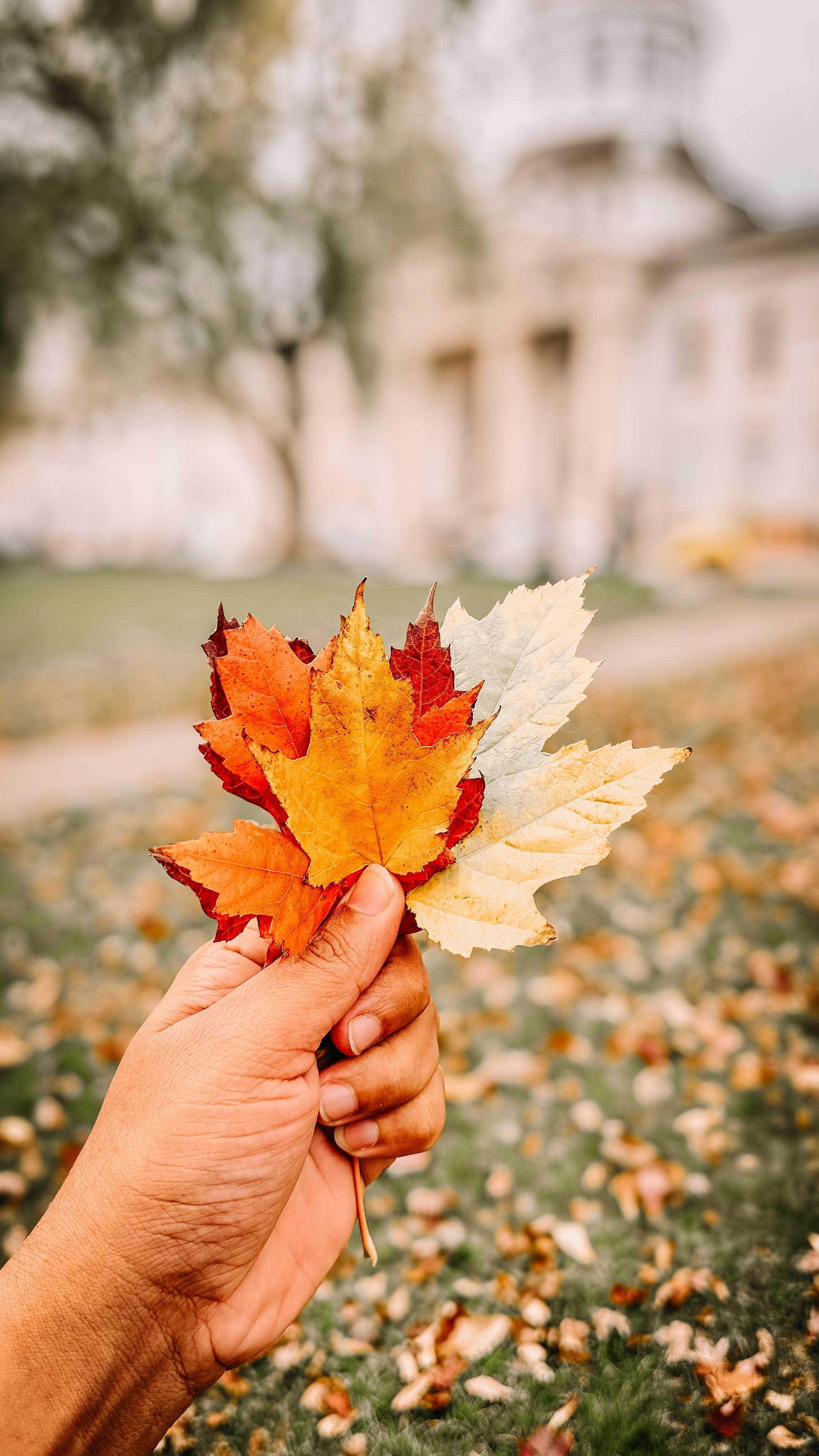 A person holding a leaf in front of a building