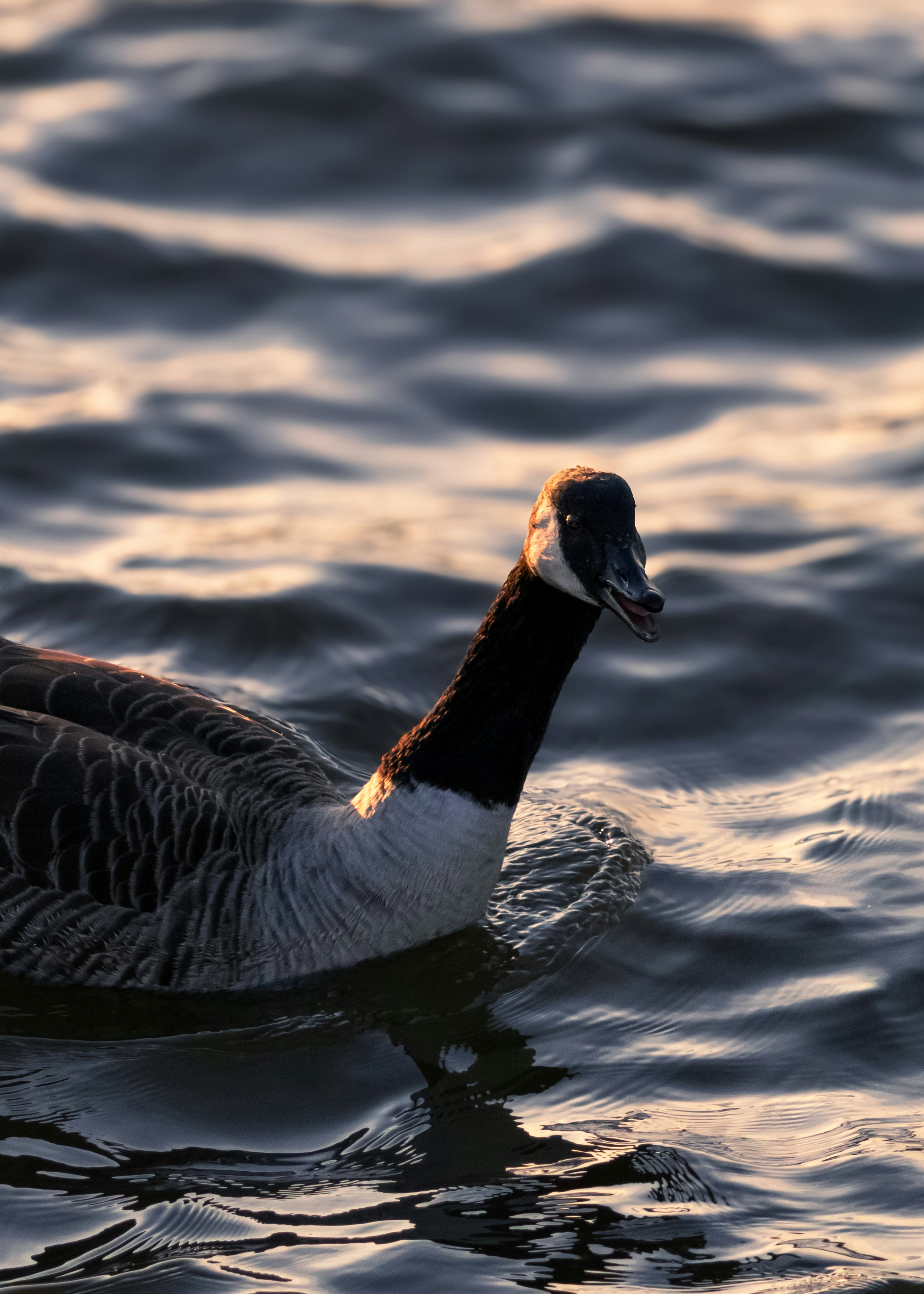 Photo by charlysey278