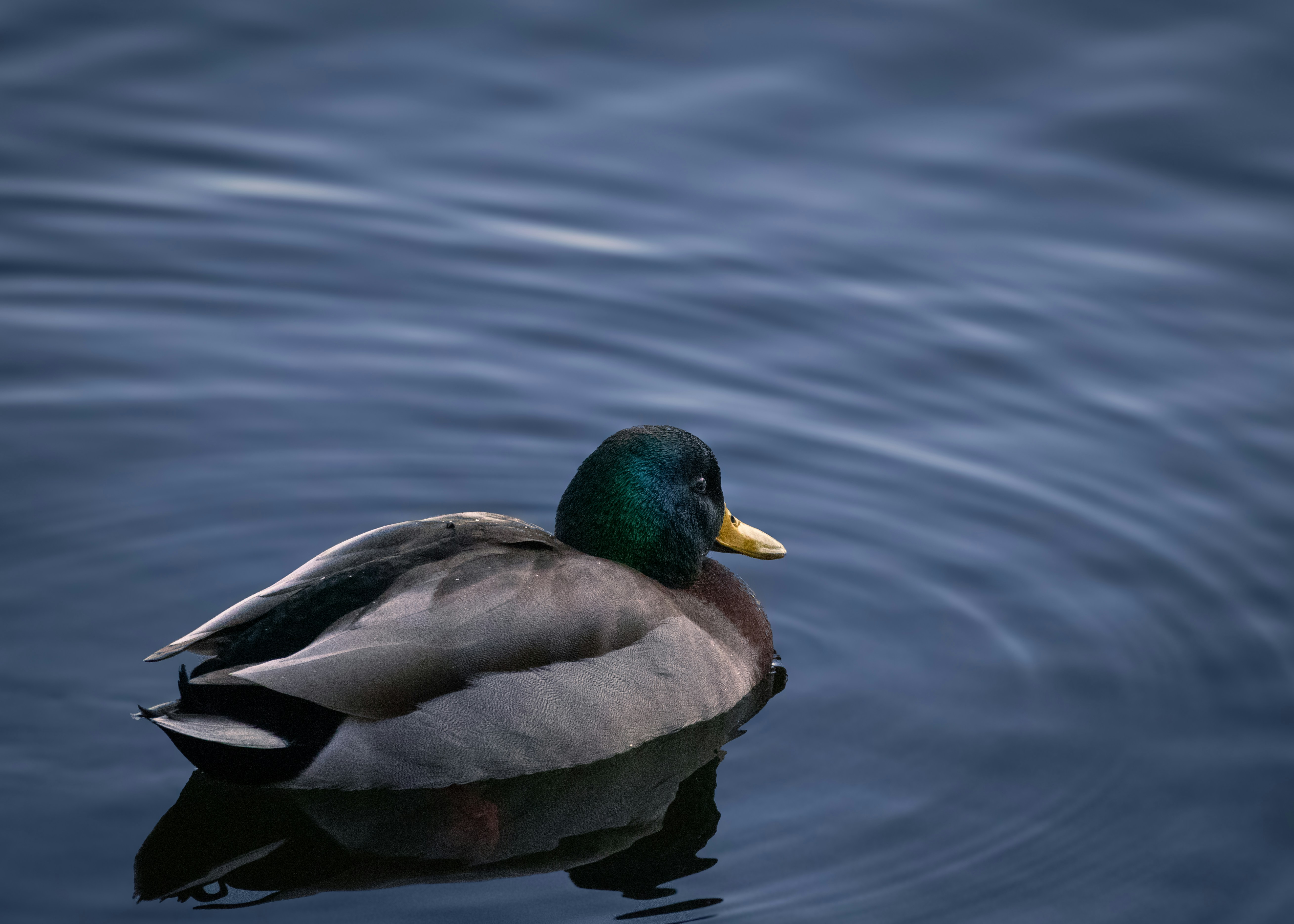 Photo by charlysey278