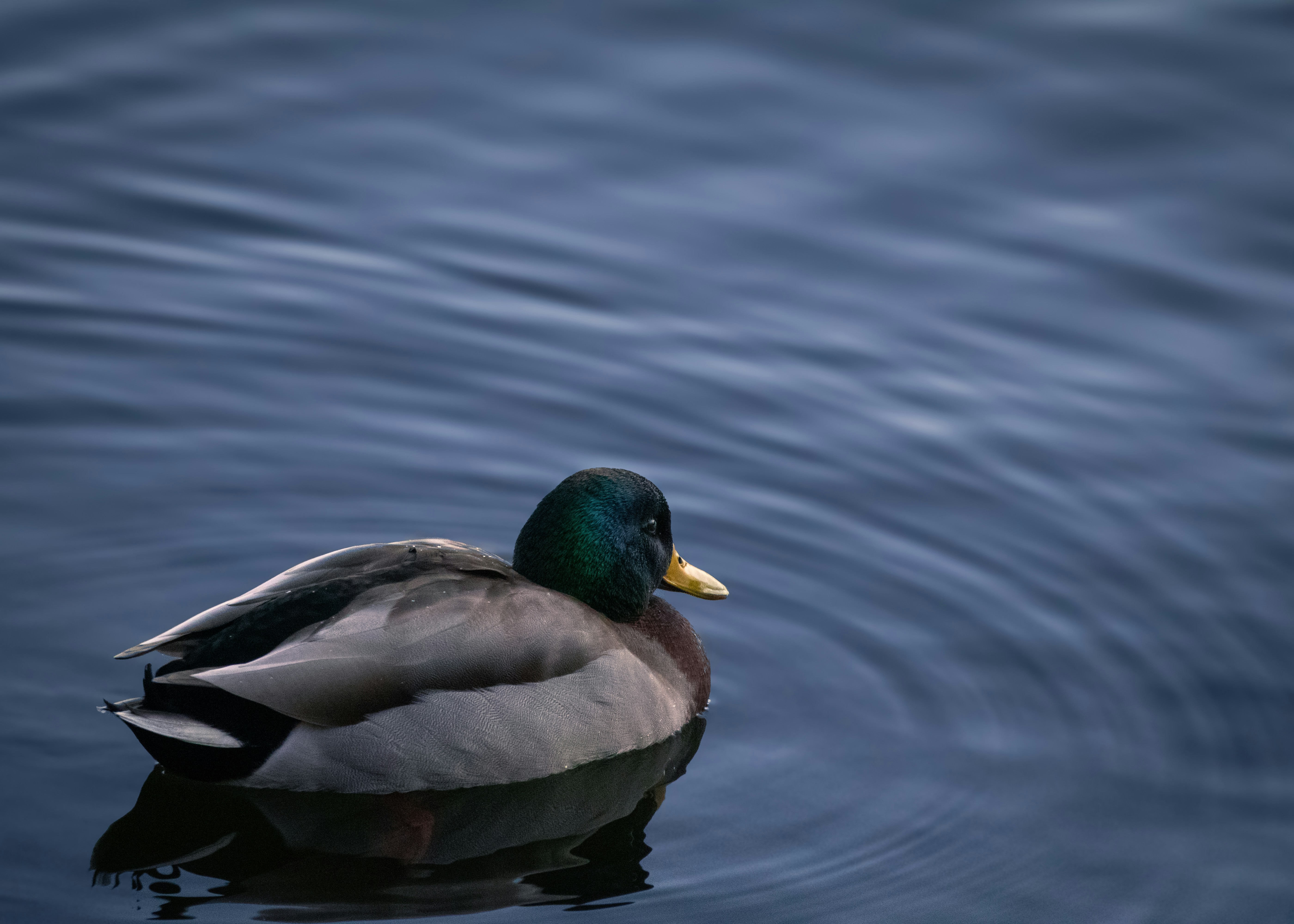 Photo by charlysey278