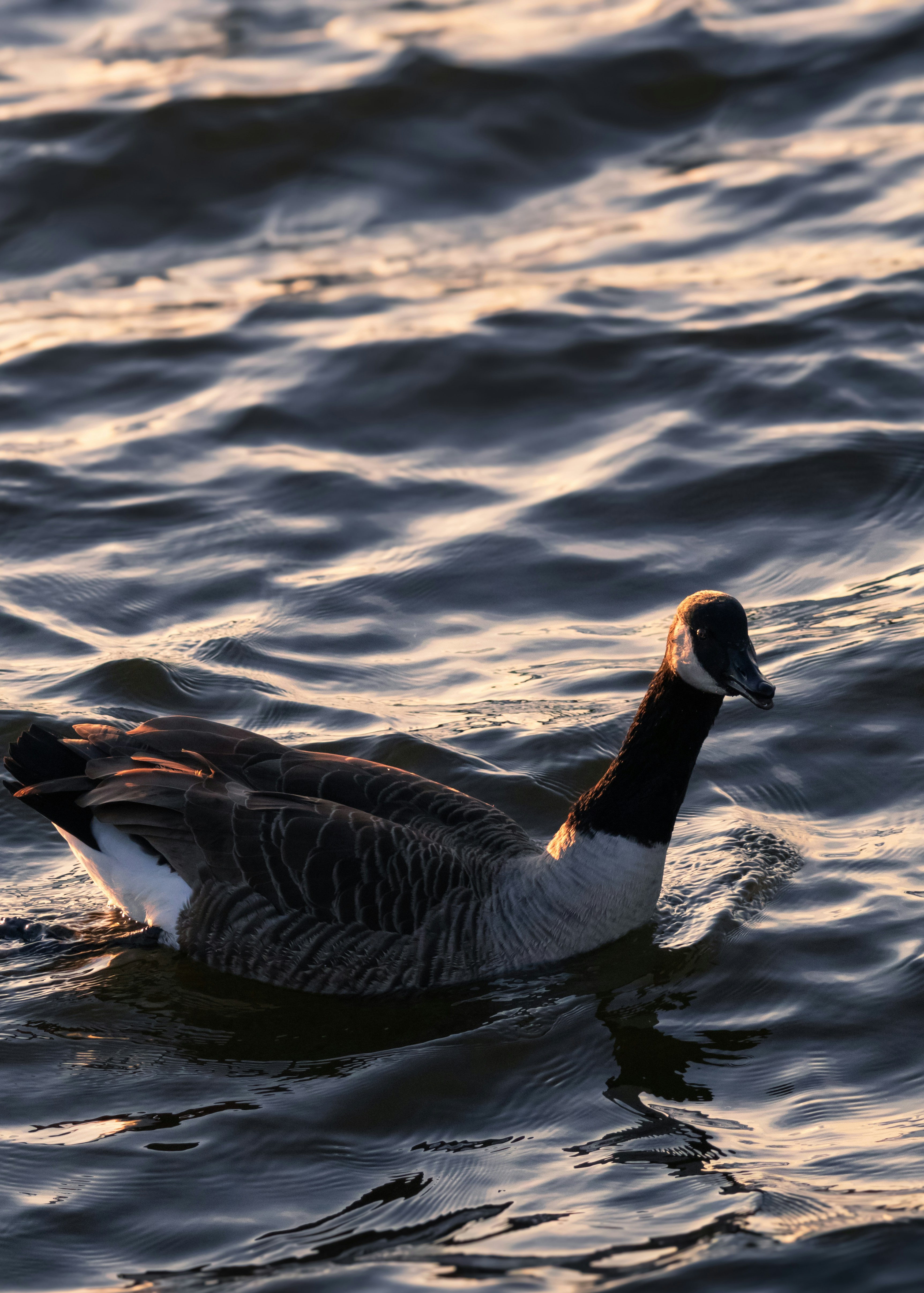 Photo by charlysey278