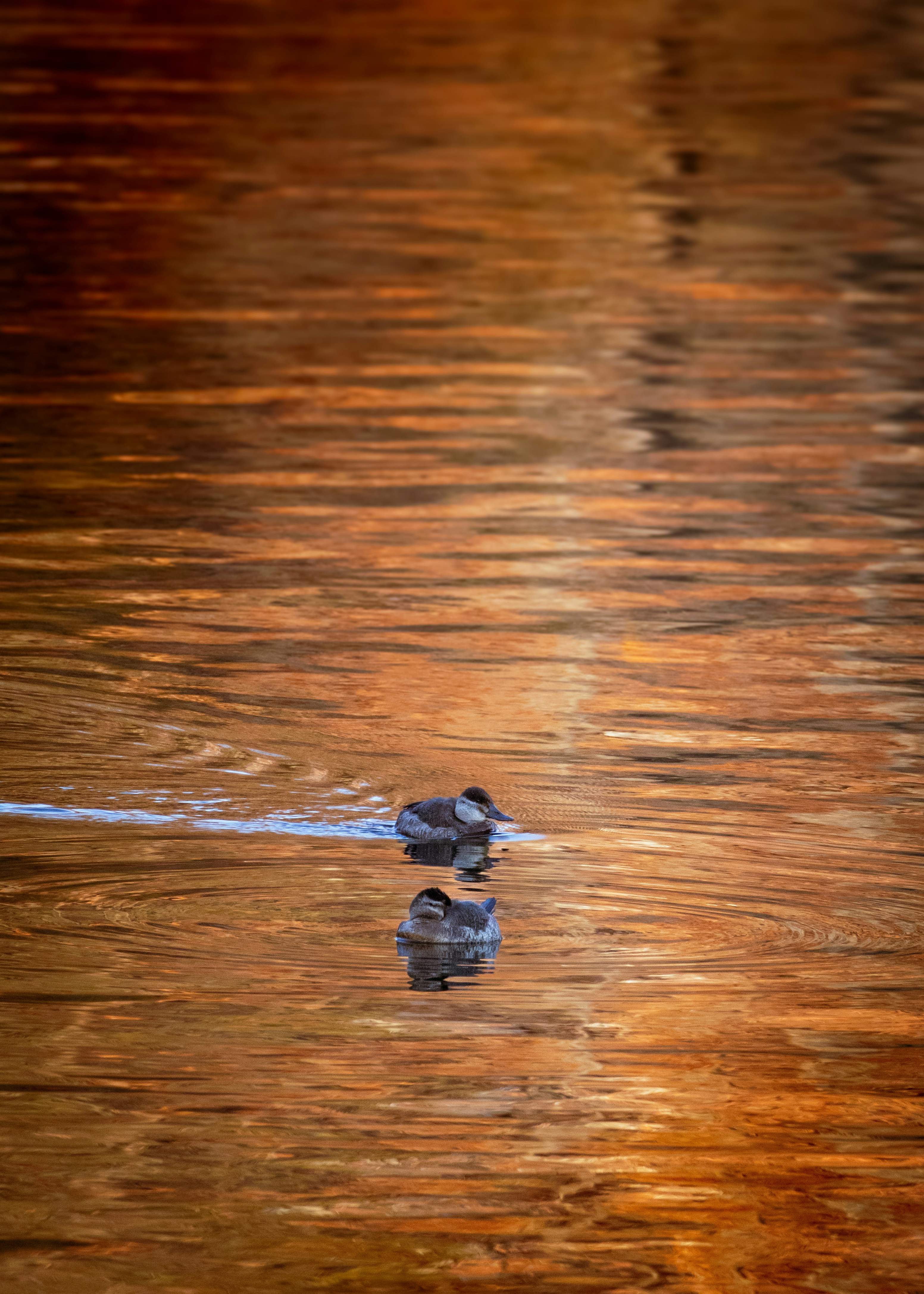 A couple of birds floating on top of a body of water