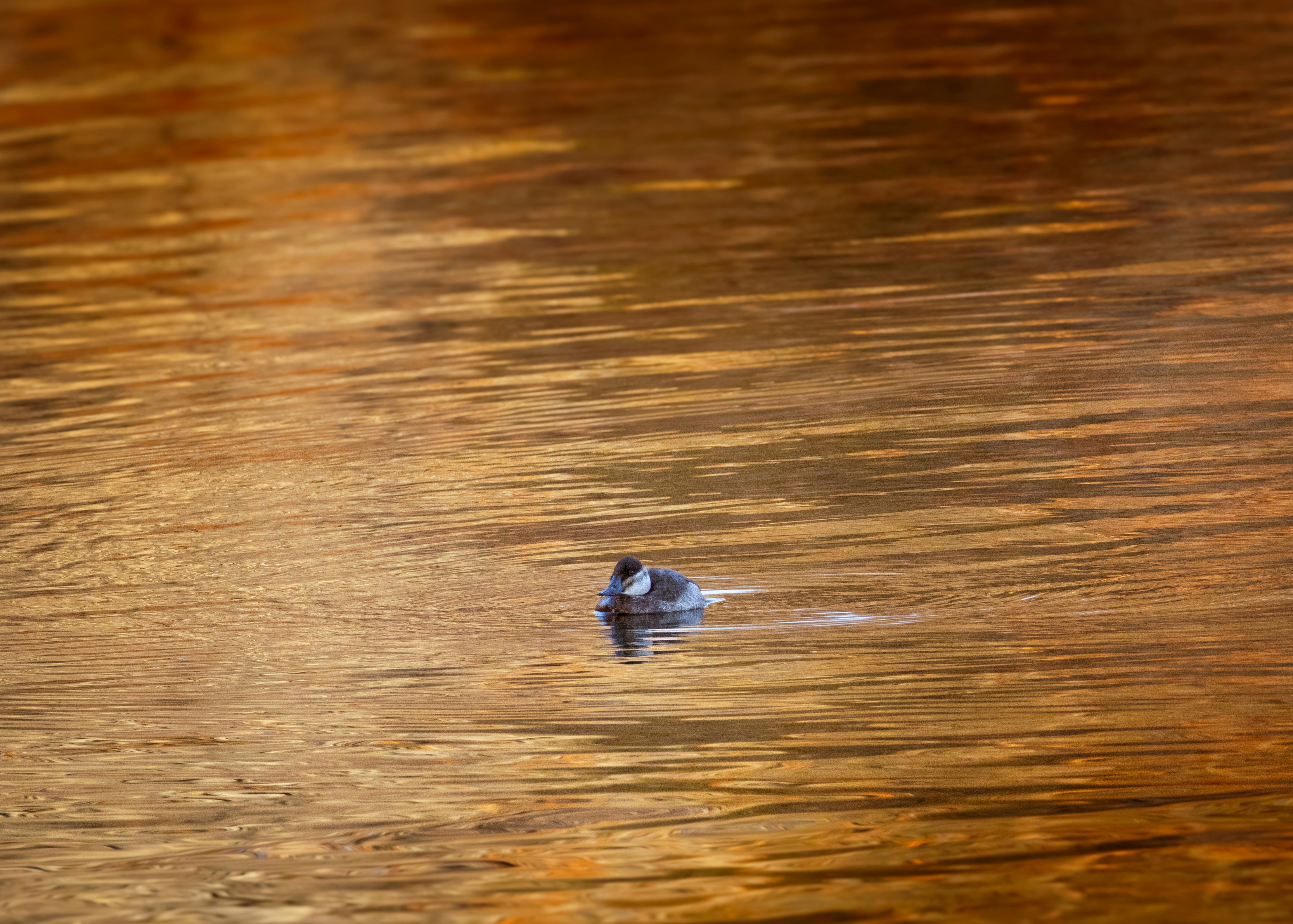 Photo by charlysey278