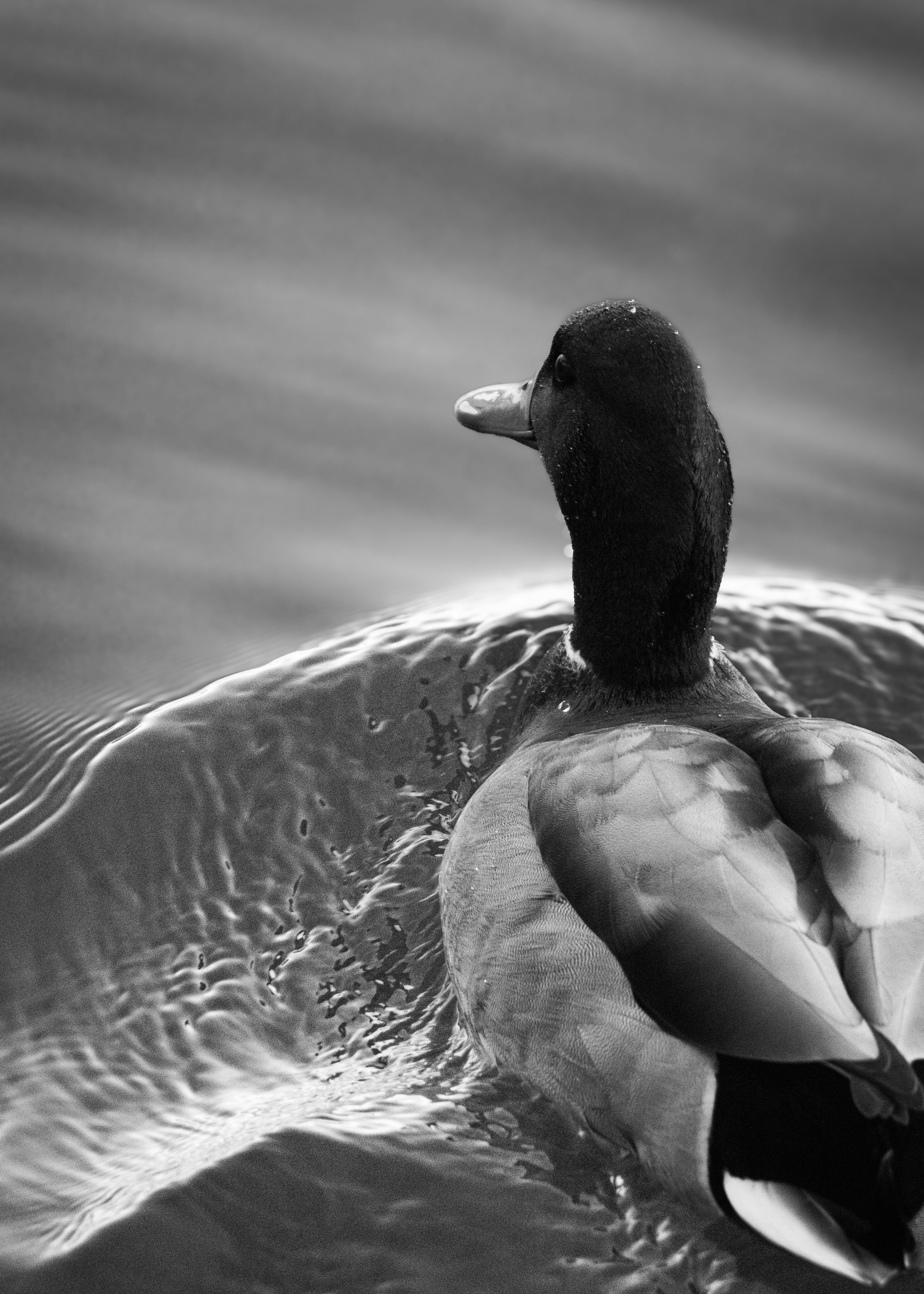A black and white photo of a duck in the water