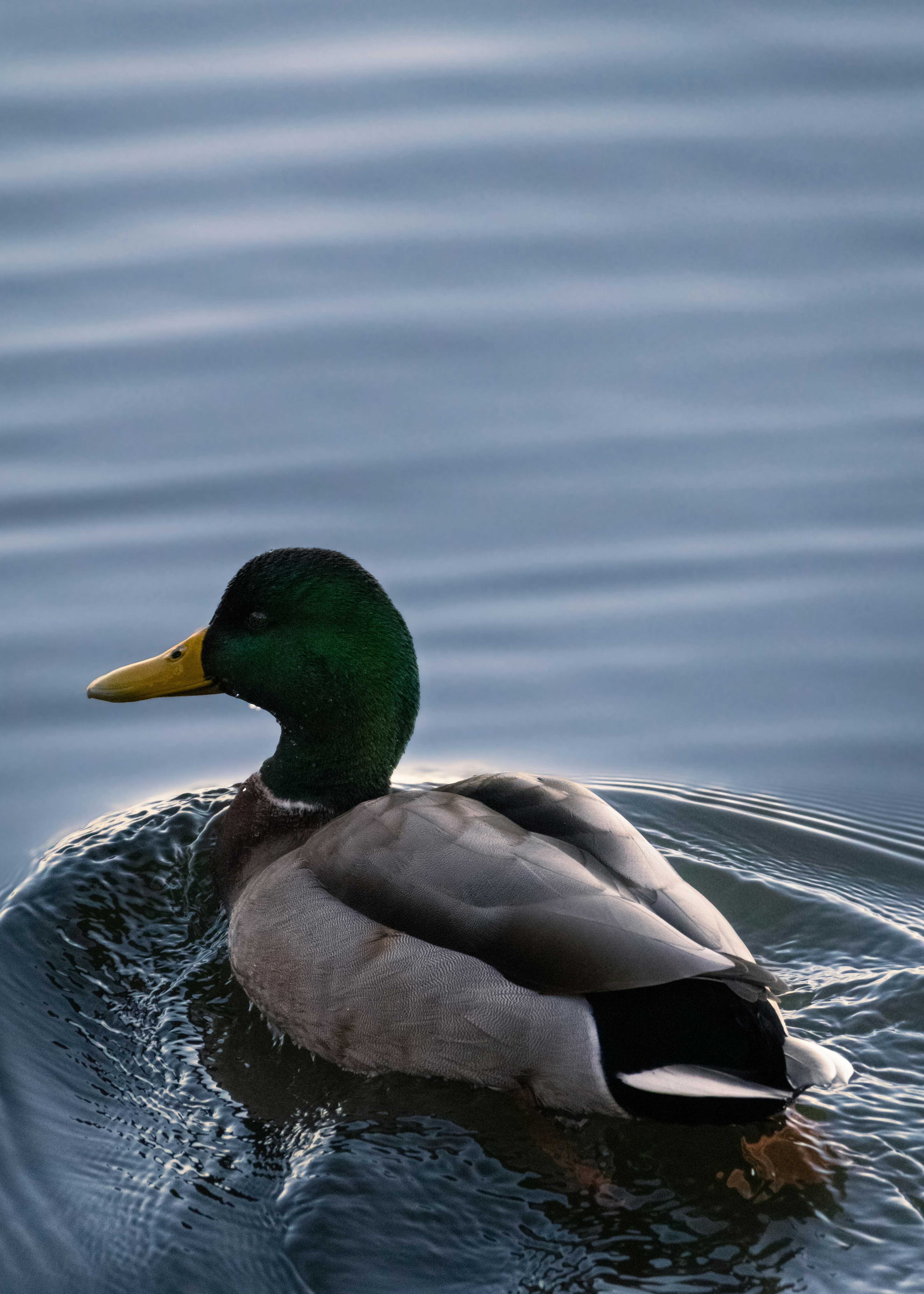A duck floating on top of a body of water