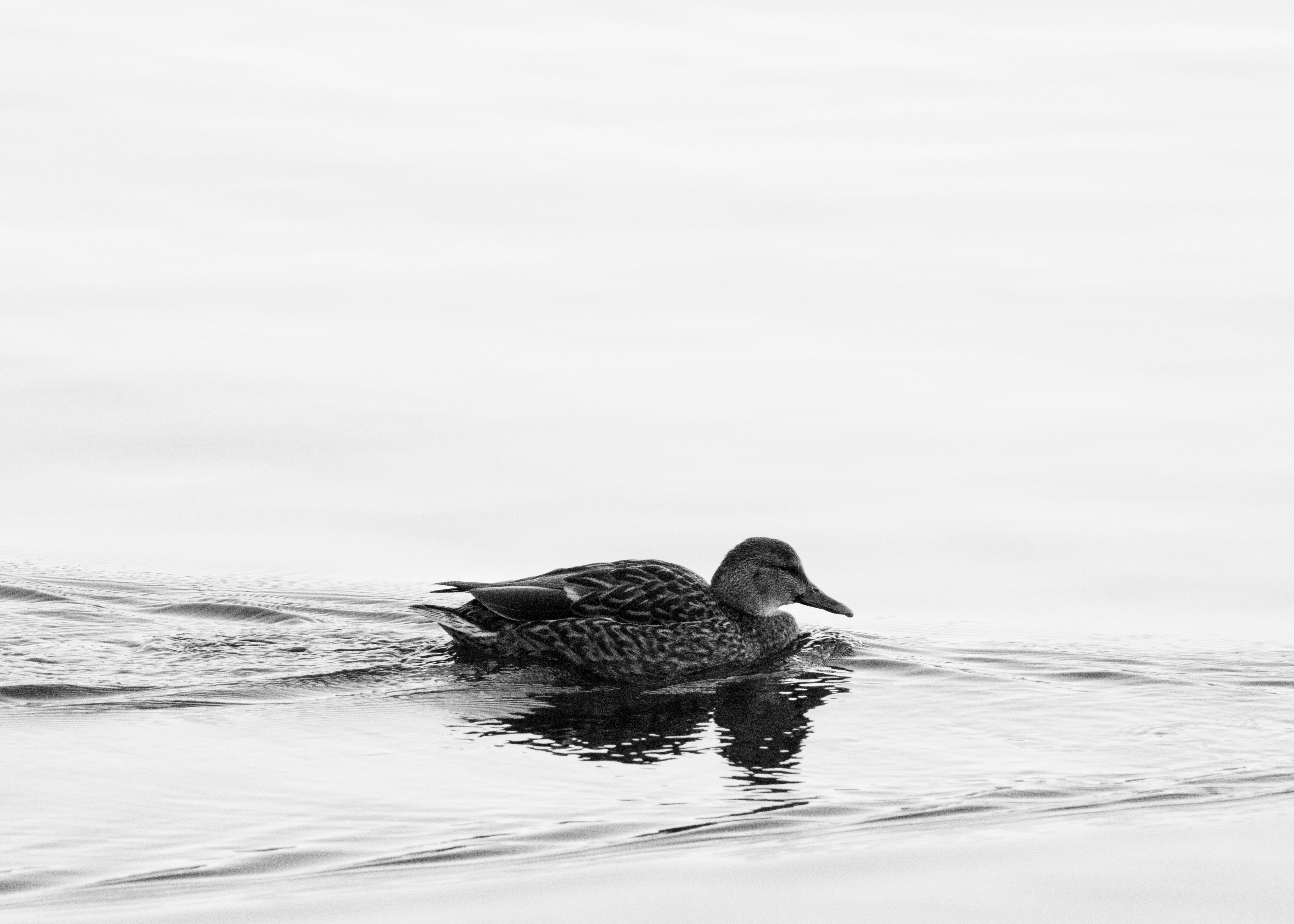 A black and white photo of a duck in the water