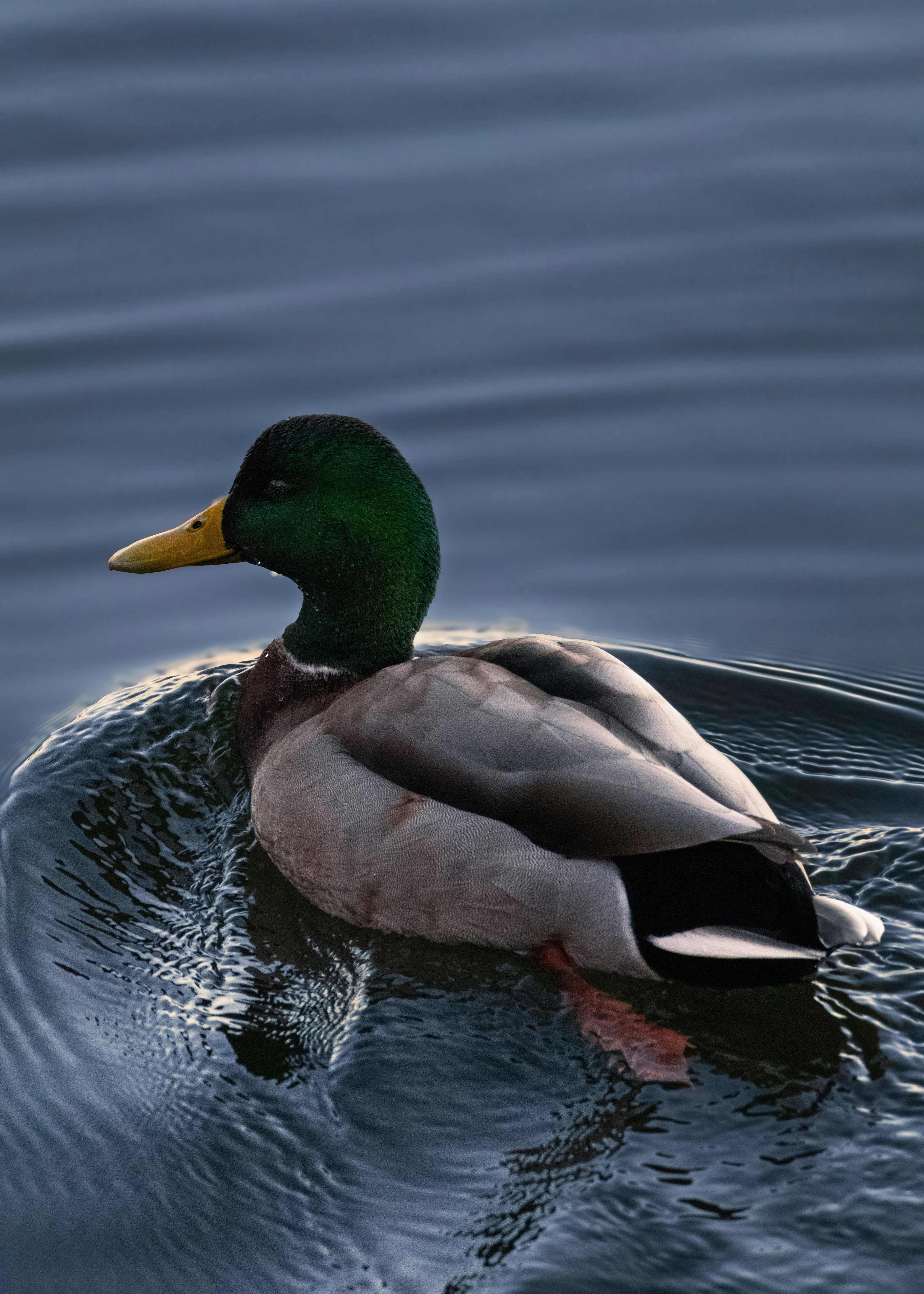 A duck floating on top of a body of water