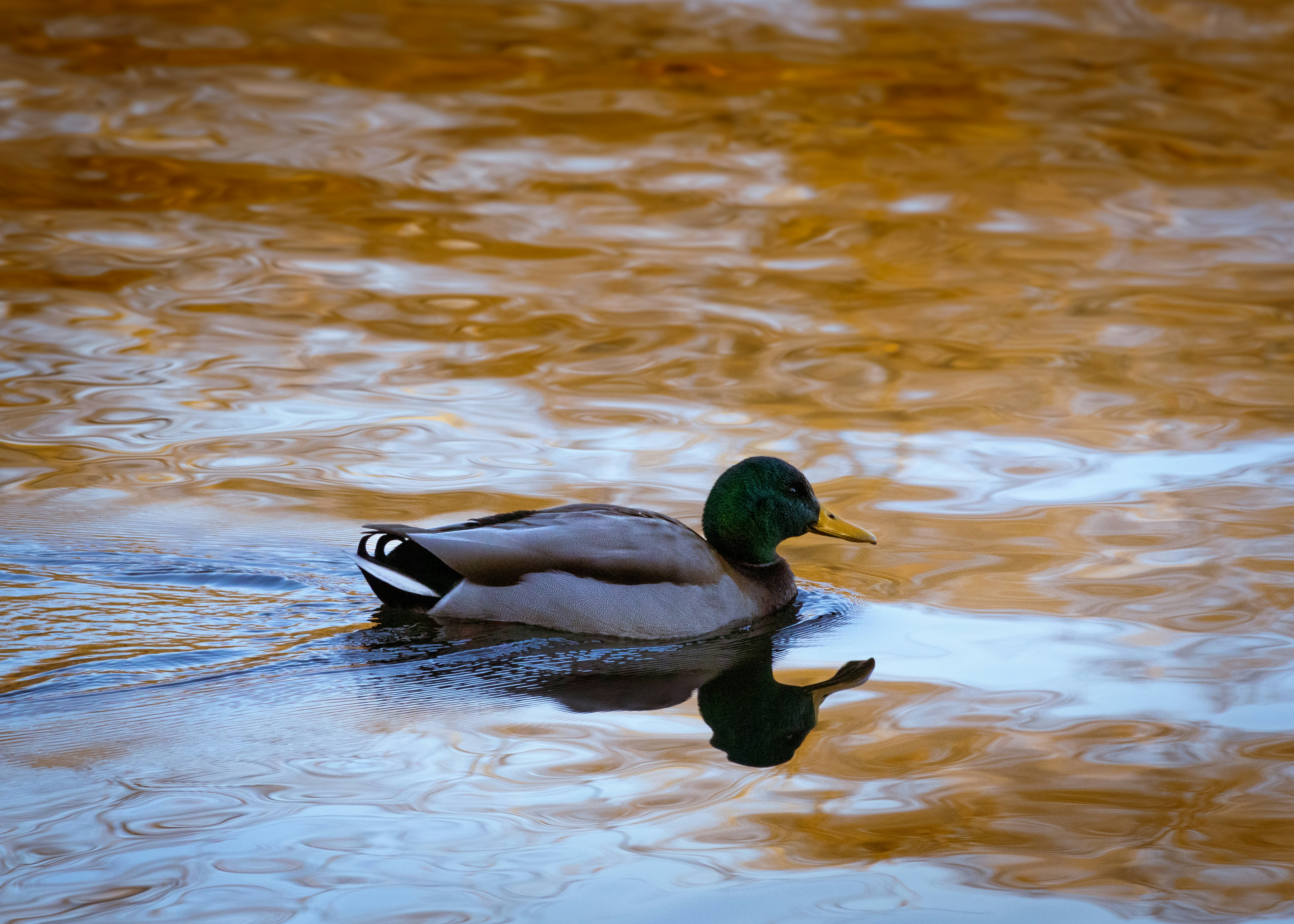 A duck floating on top of a body of water