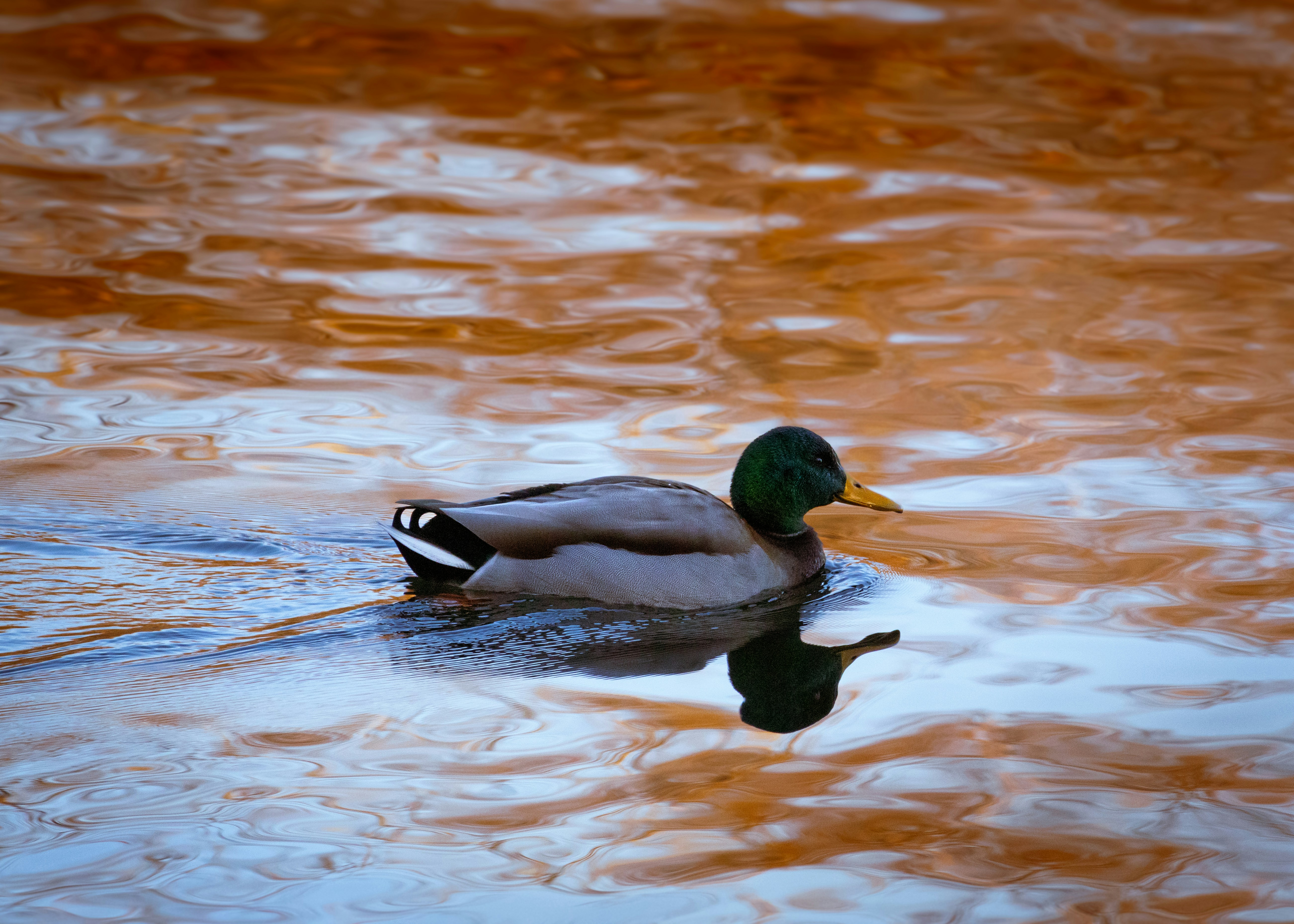 A duck floating on top of a body of water