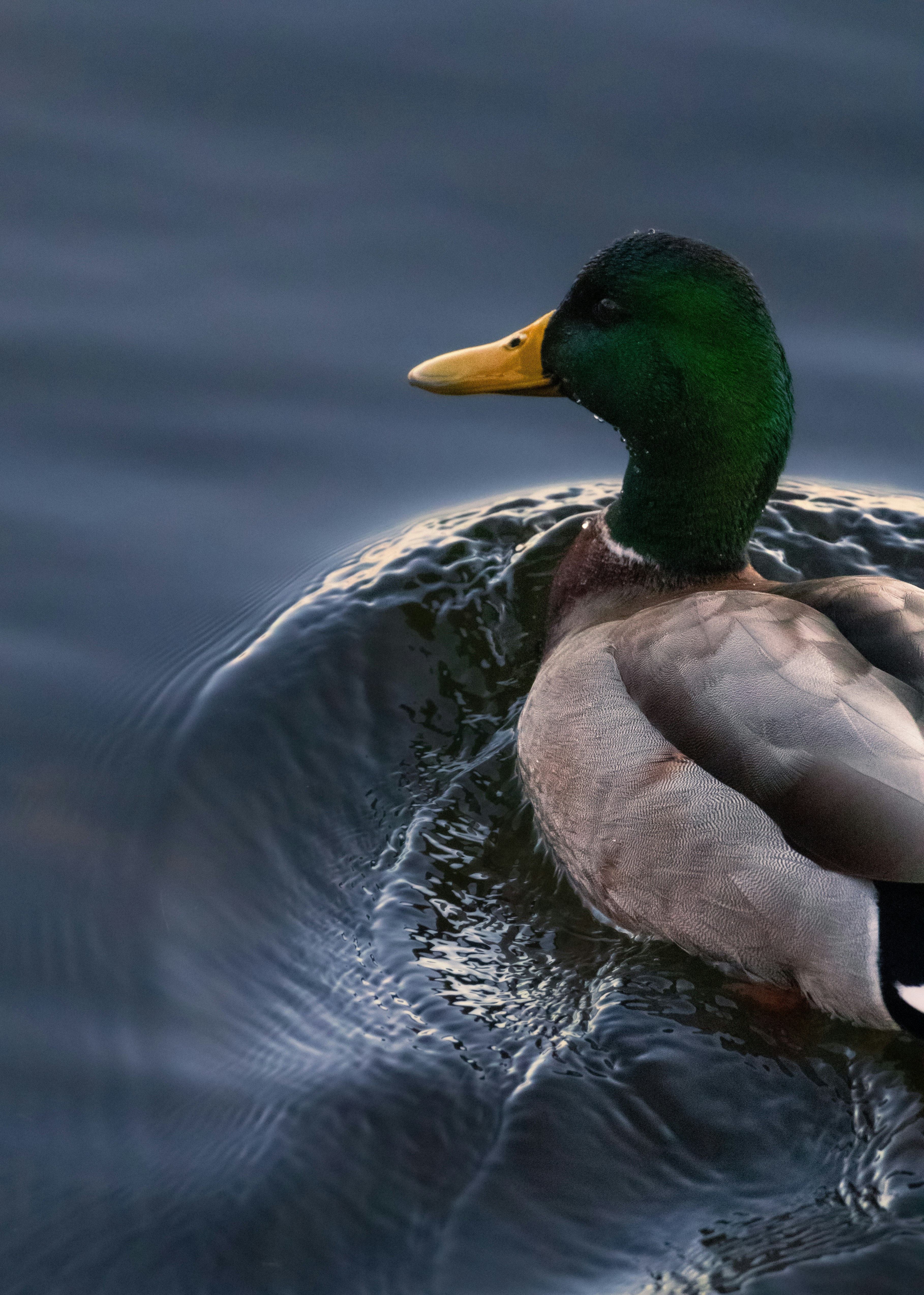 A duck floating on top of a body of water