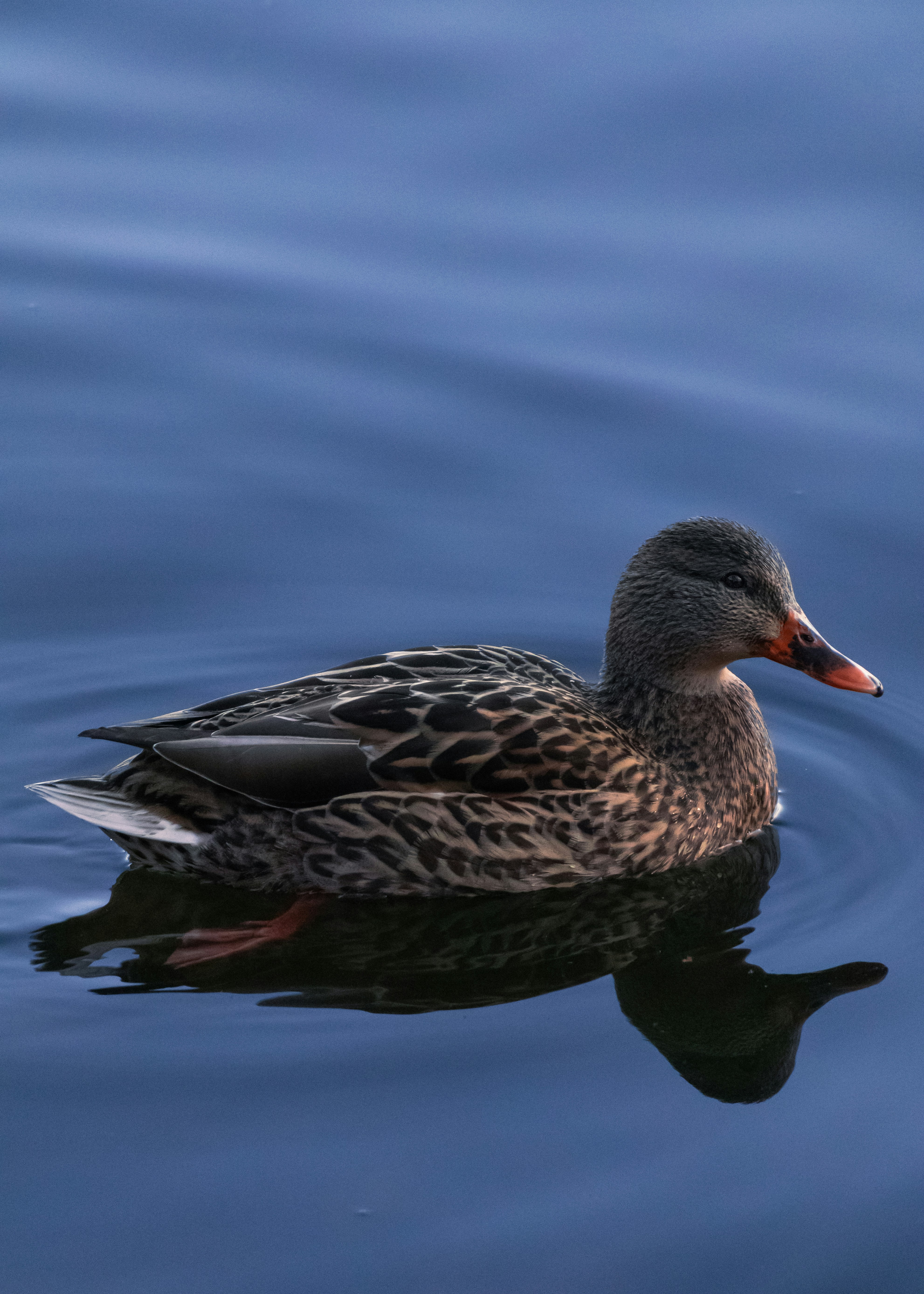 A duck floating on top of a body of water