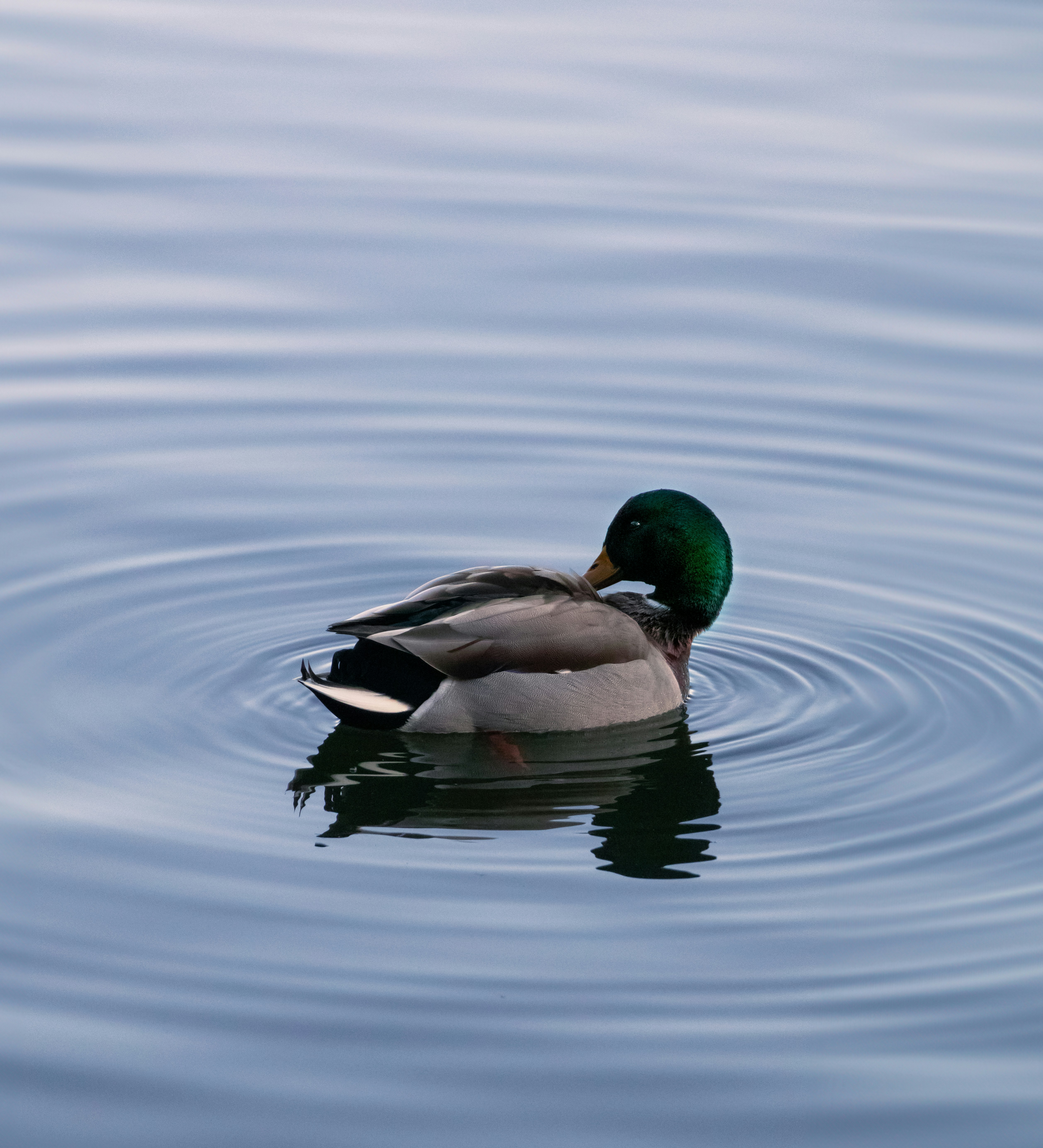 A duck floating on top of a body of water