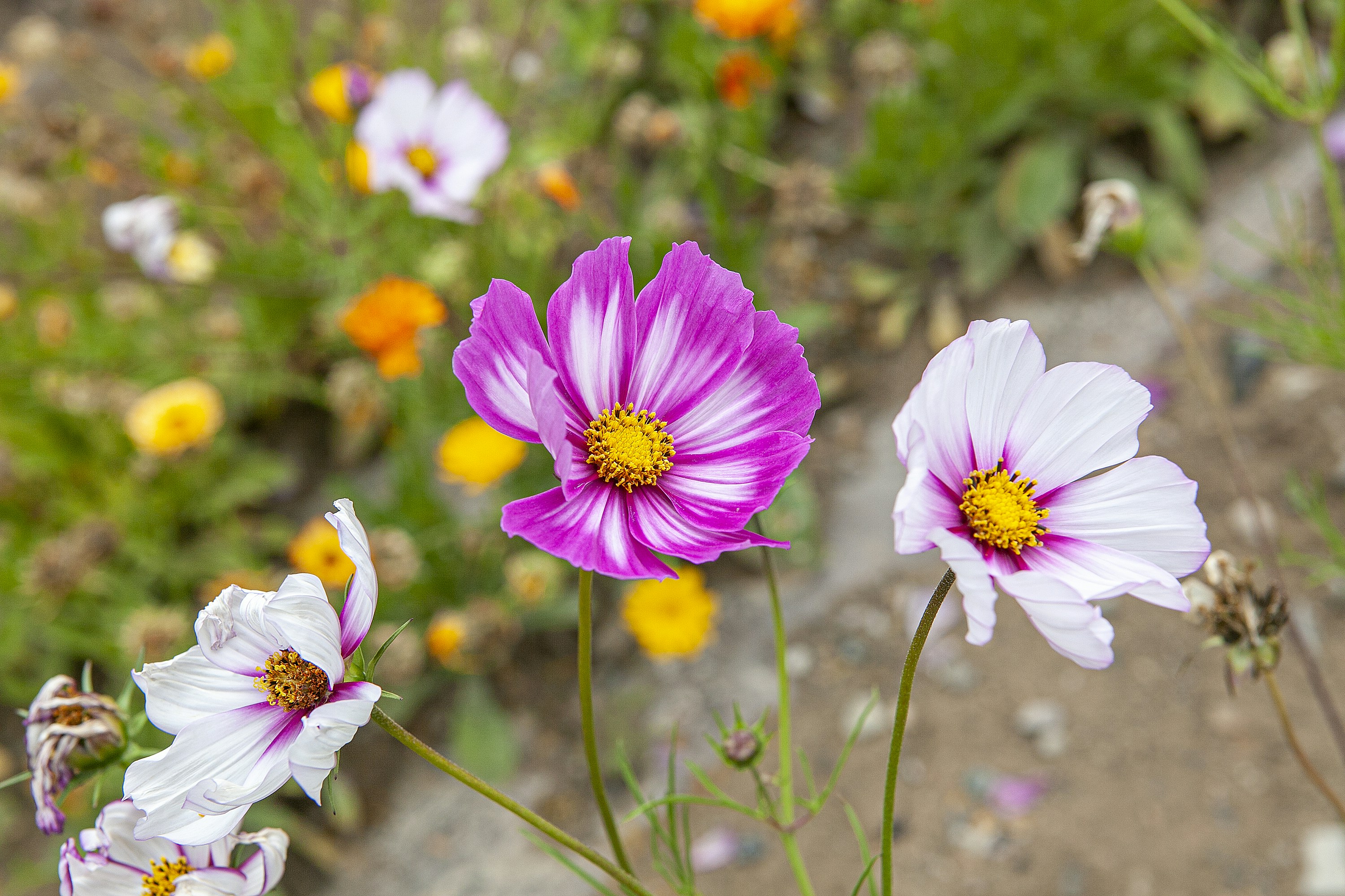 A group of purple and white flowers in a field photo – Free Flower ...