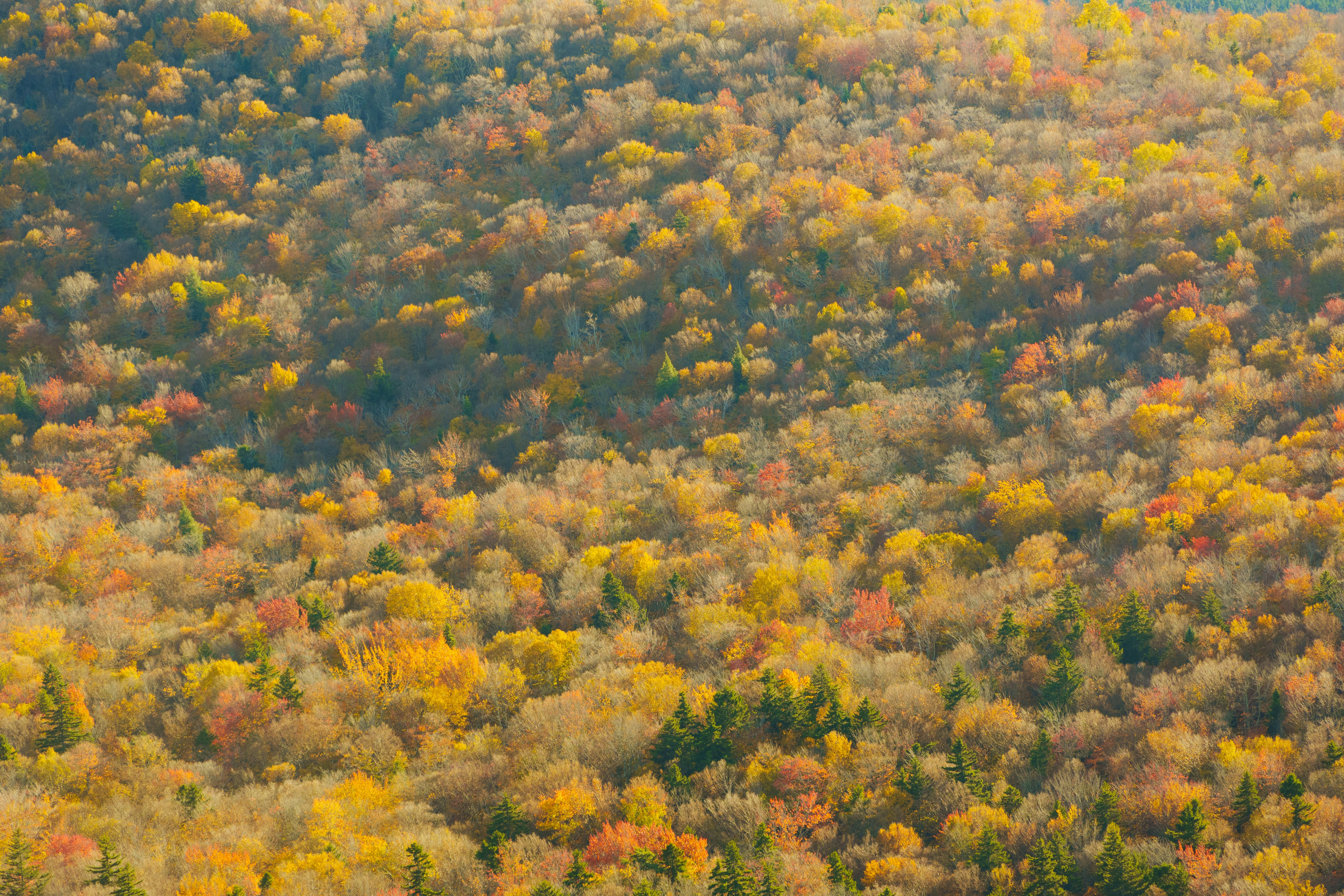 A plane flying over a forest filled with trees