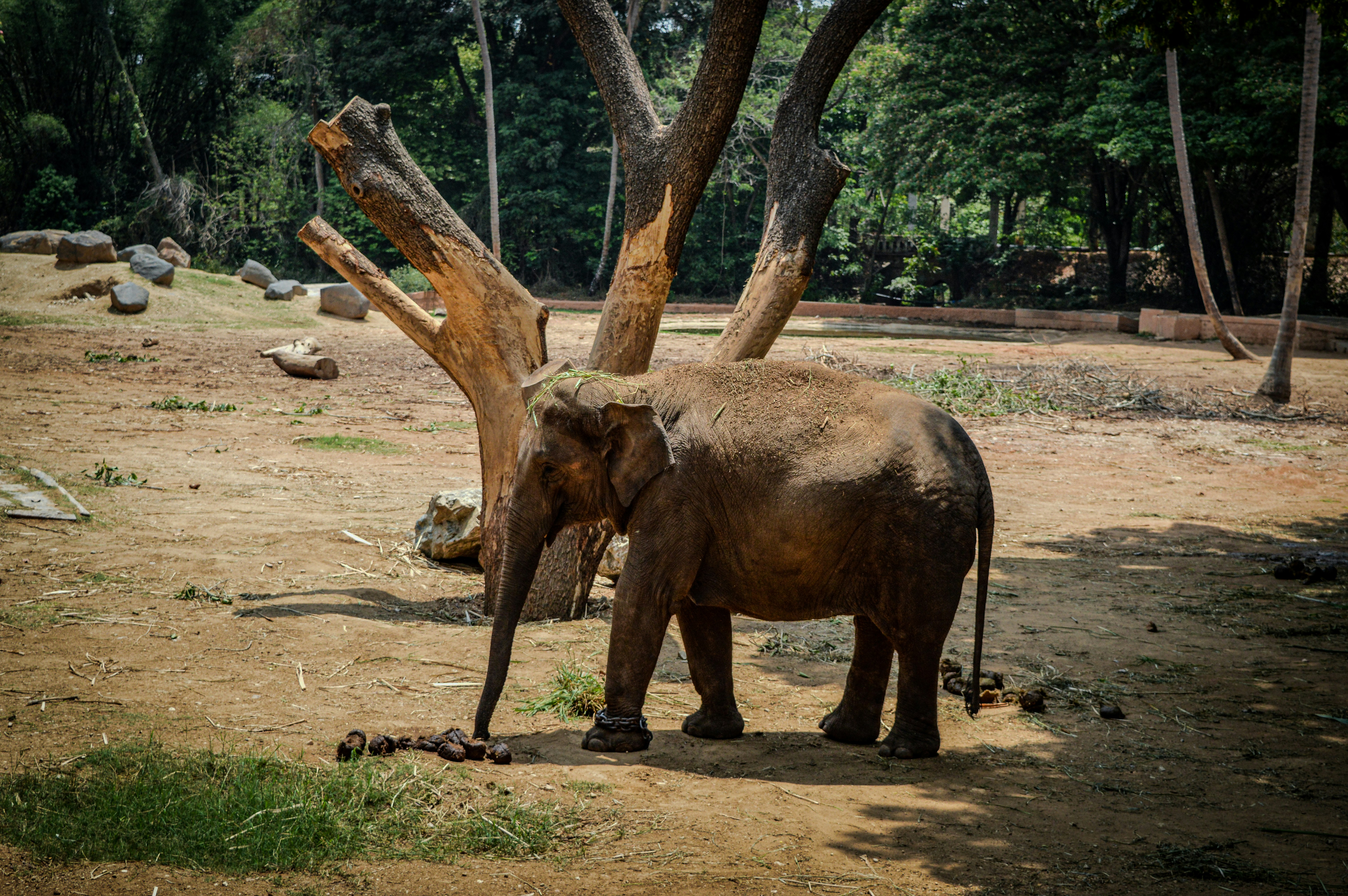 Electromagnetic Sensitivity in Elephants (image credits: unsplash)
