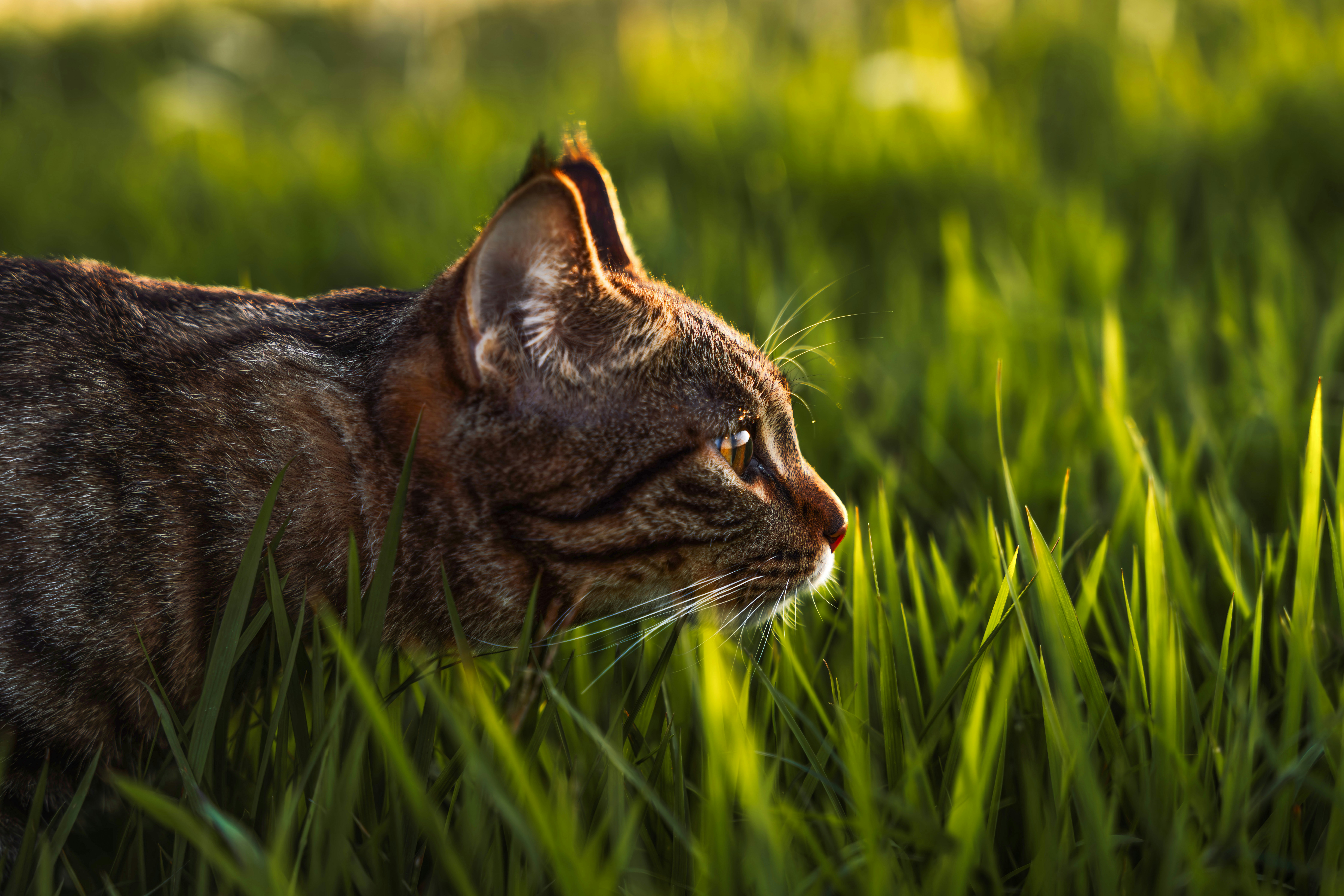 A cat standing in a field of green grass