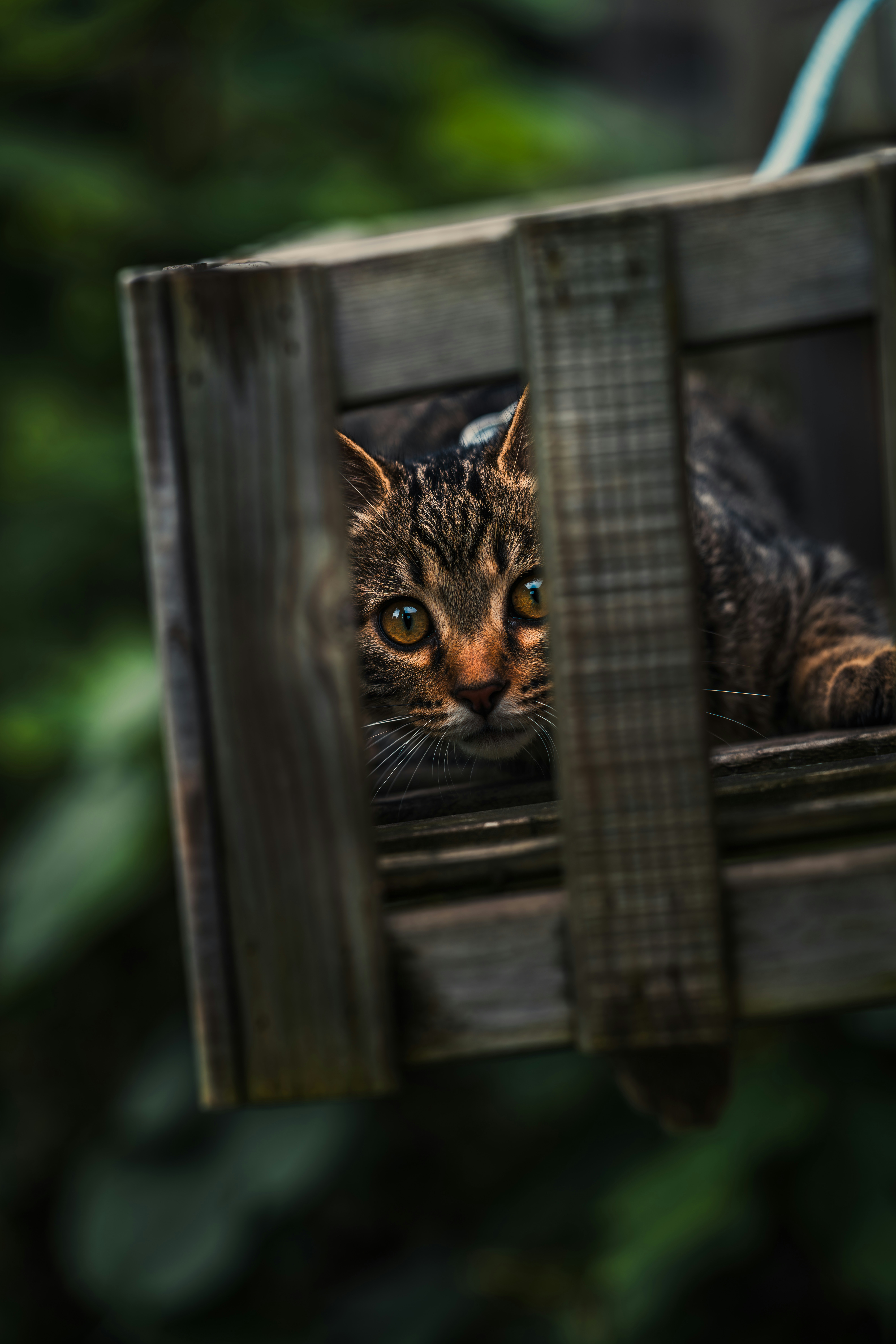 A cat looking out of a wooden window