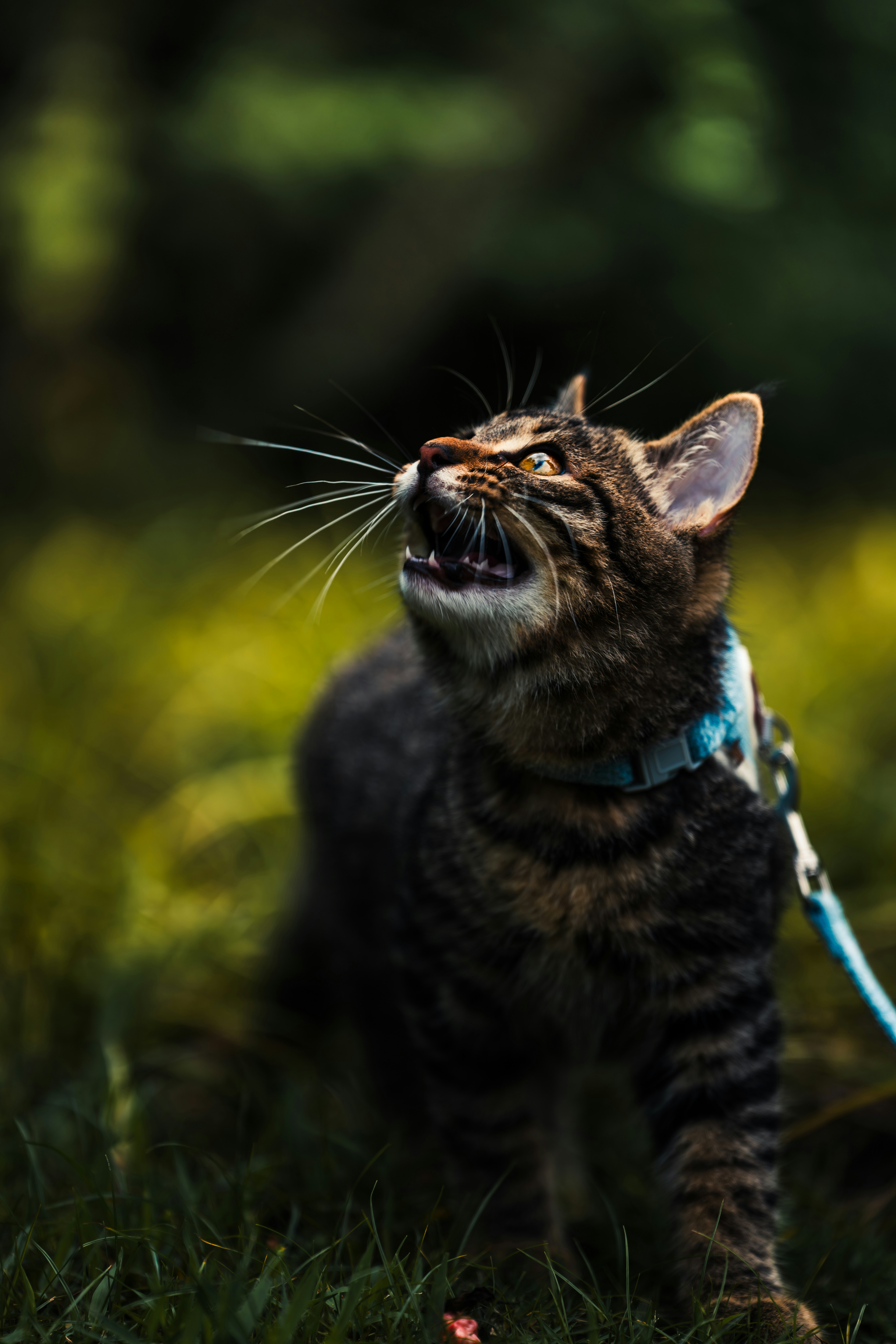 Their Hunting Strategy Was More Like Assassination Than Fighting (image credits: unsplash)