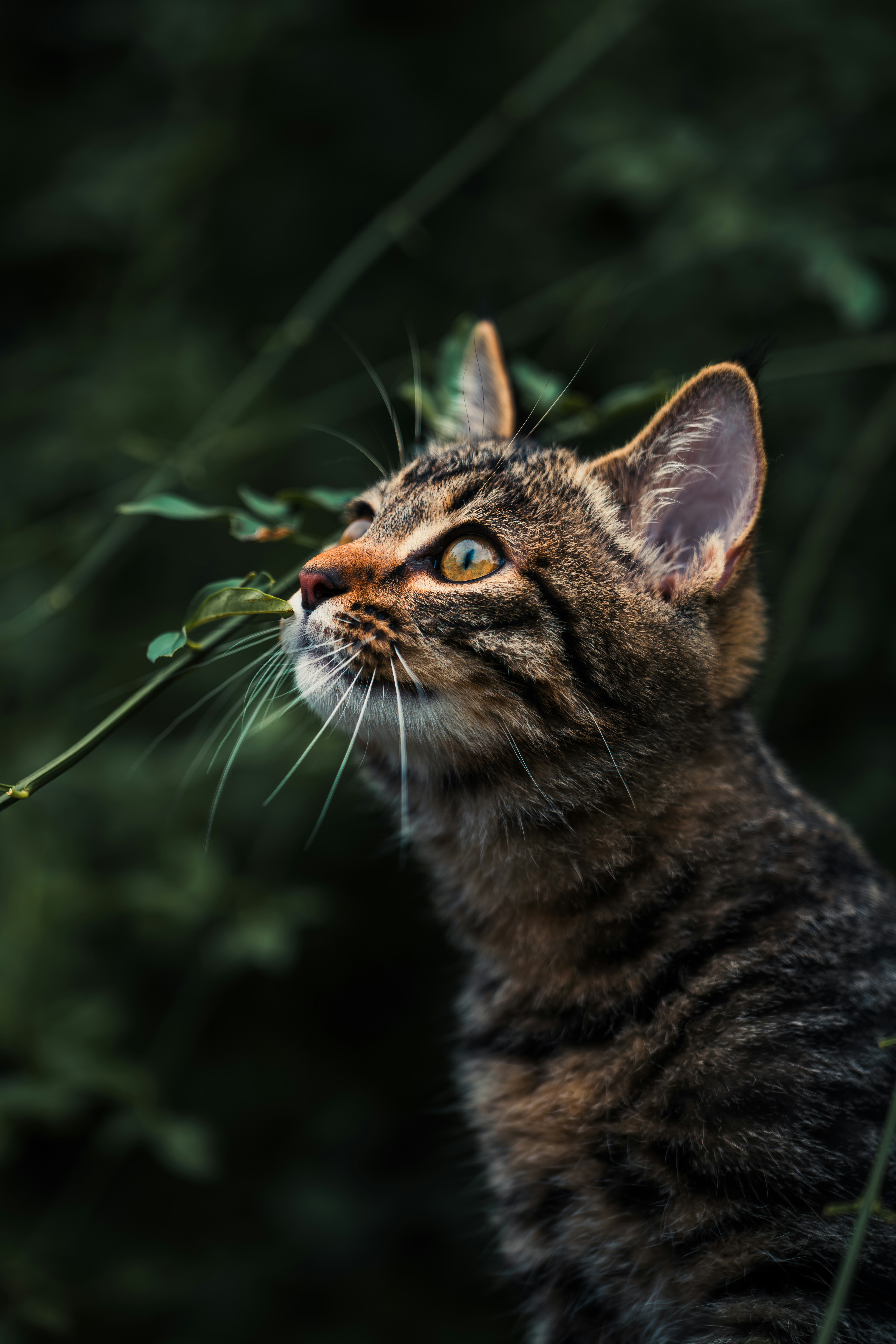 A cat is looking up at a twig