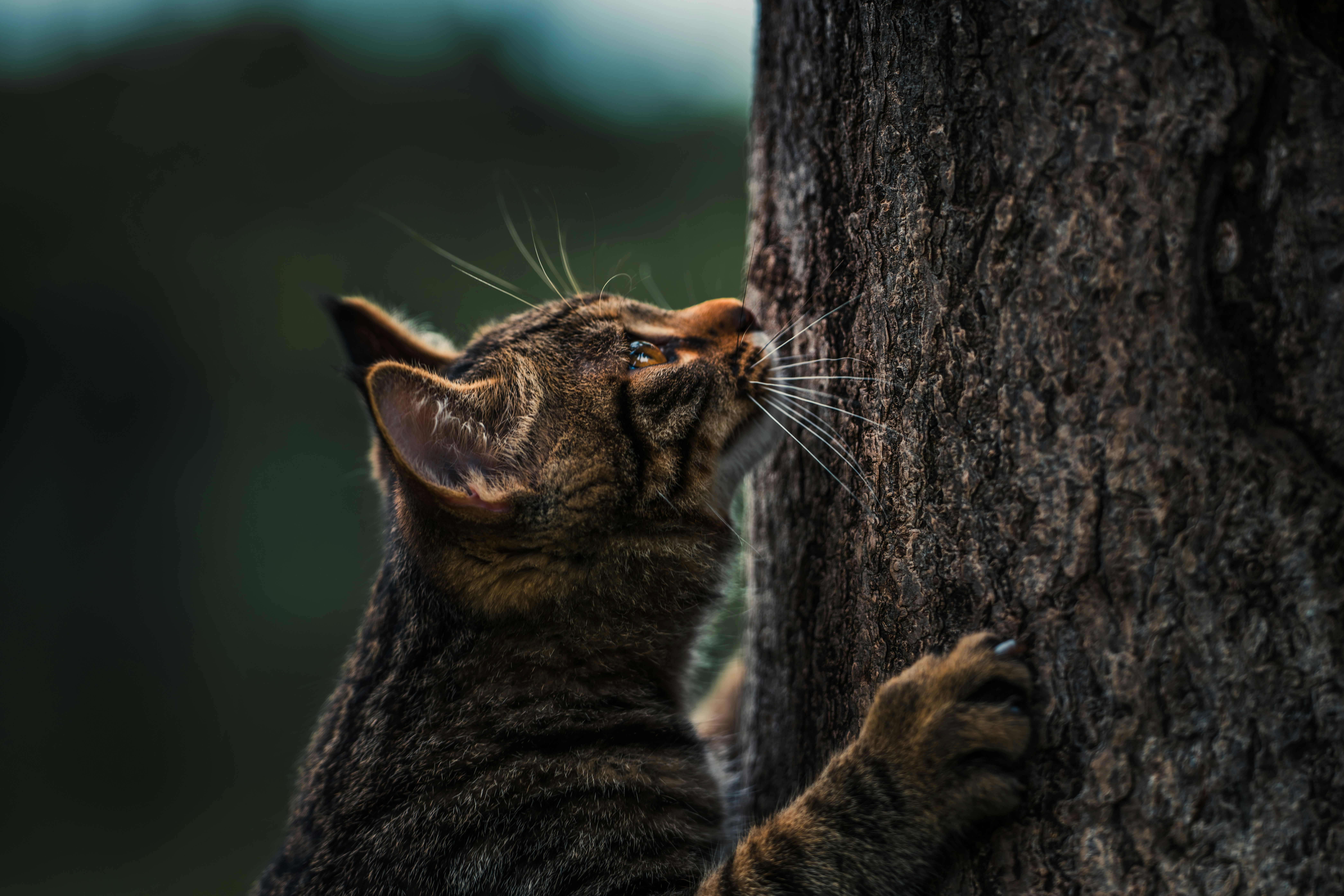 A cat climbing up the side of a tree