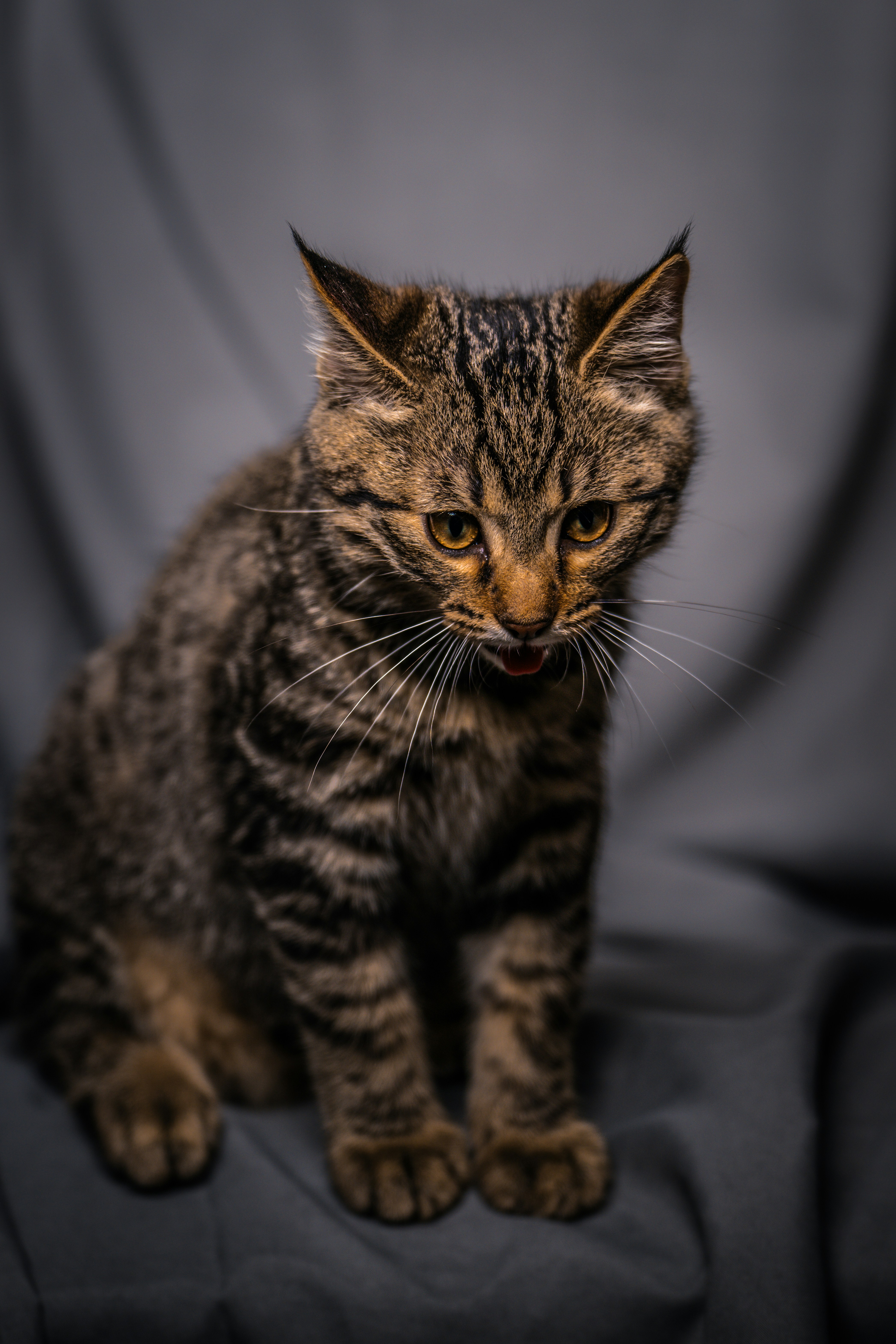 A cat sitting on top of a black chair