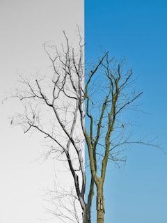 A split photo of a tree with no leaves