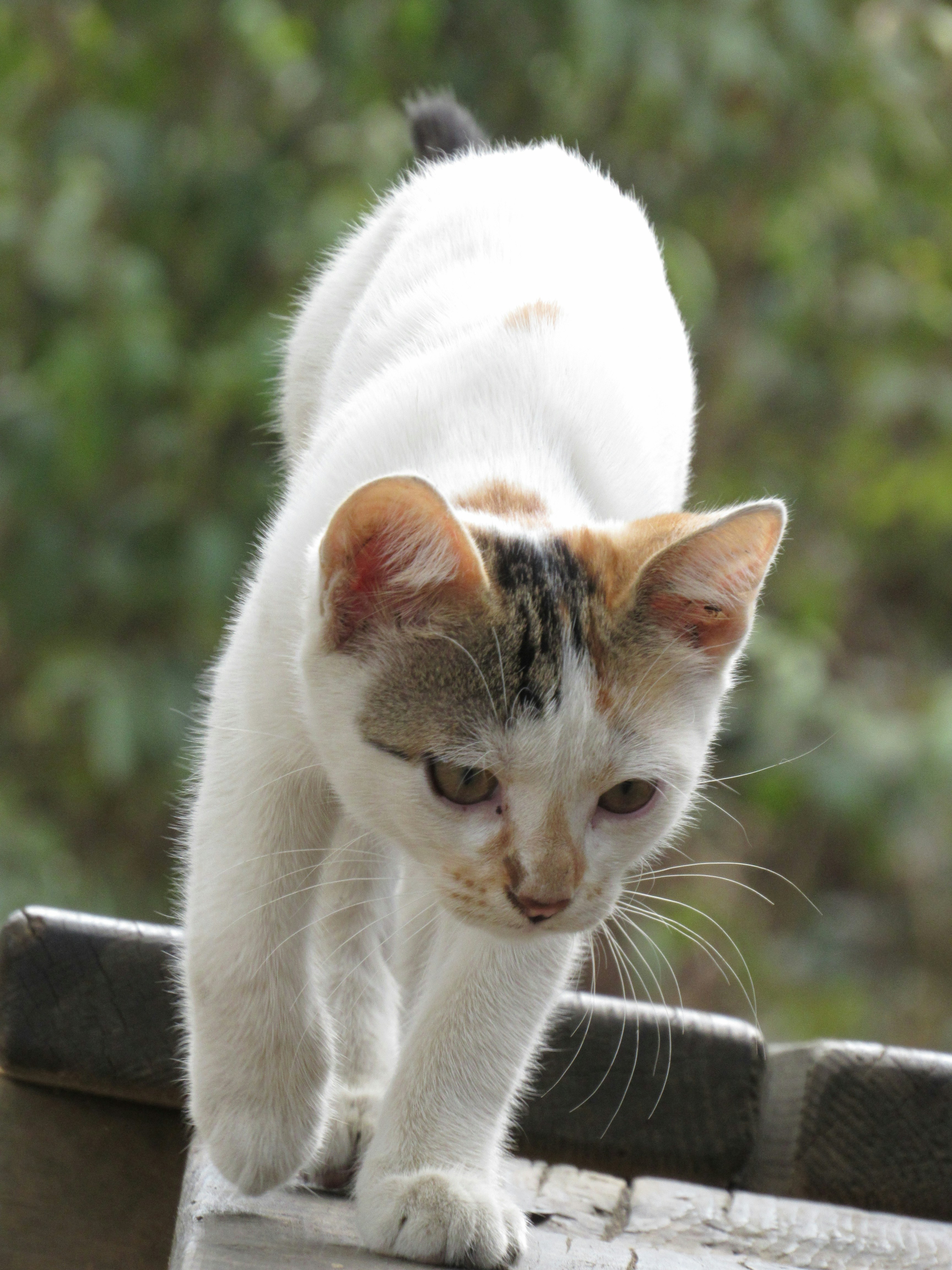 Outdoor-Inspired Enrichment Indoors (image credits: unsplash)