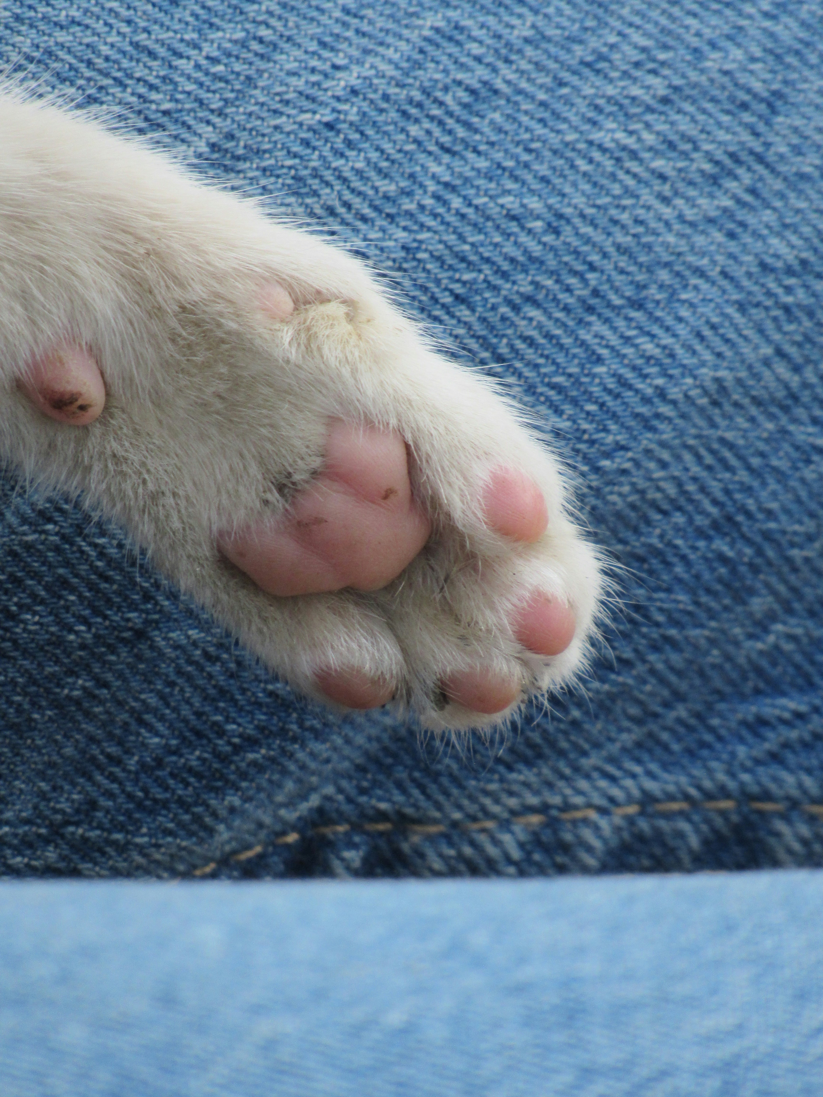 A close up of a person's feet with a dog paw sticking out of
