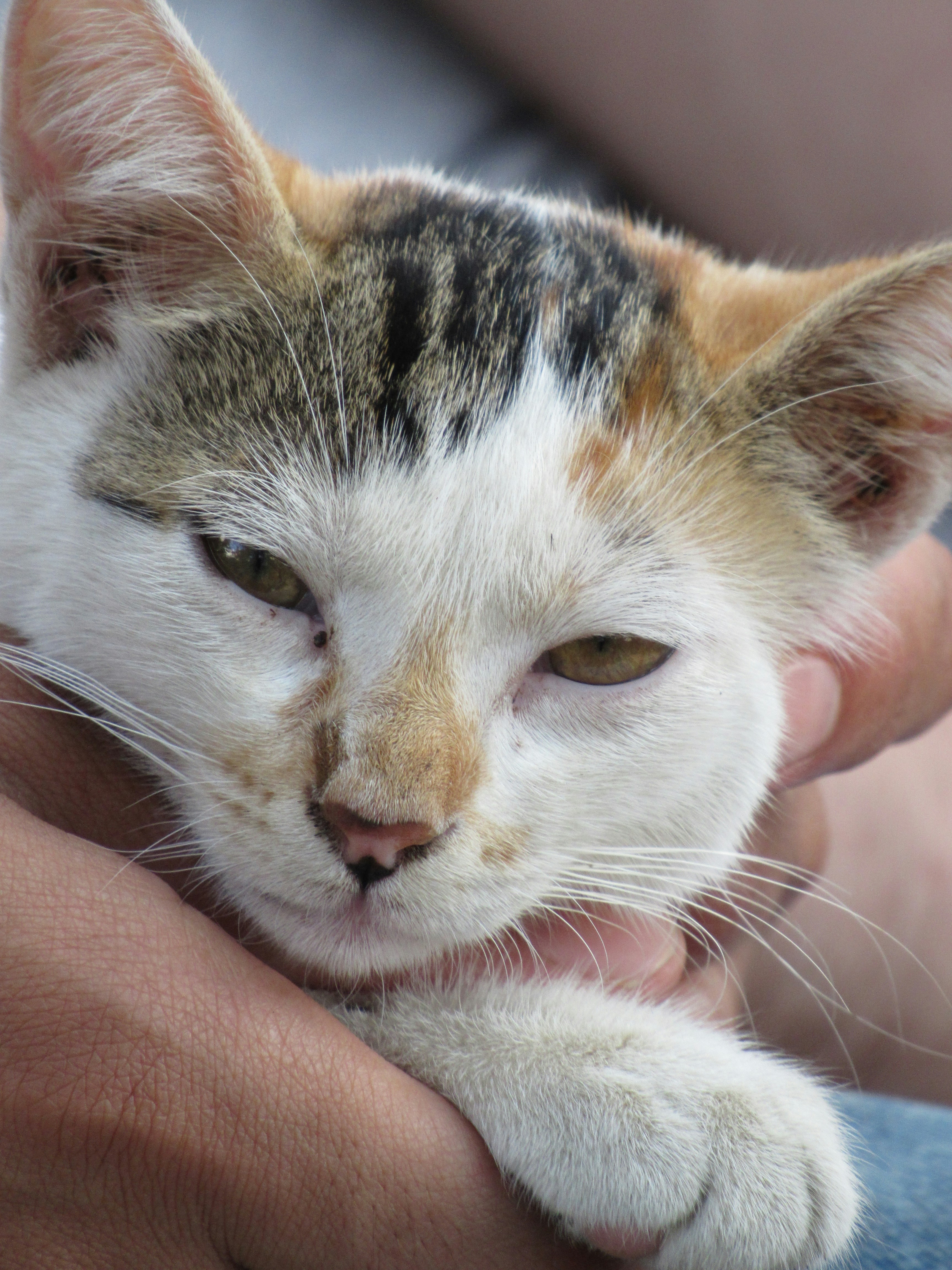 A person holding a cat in their arms
