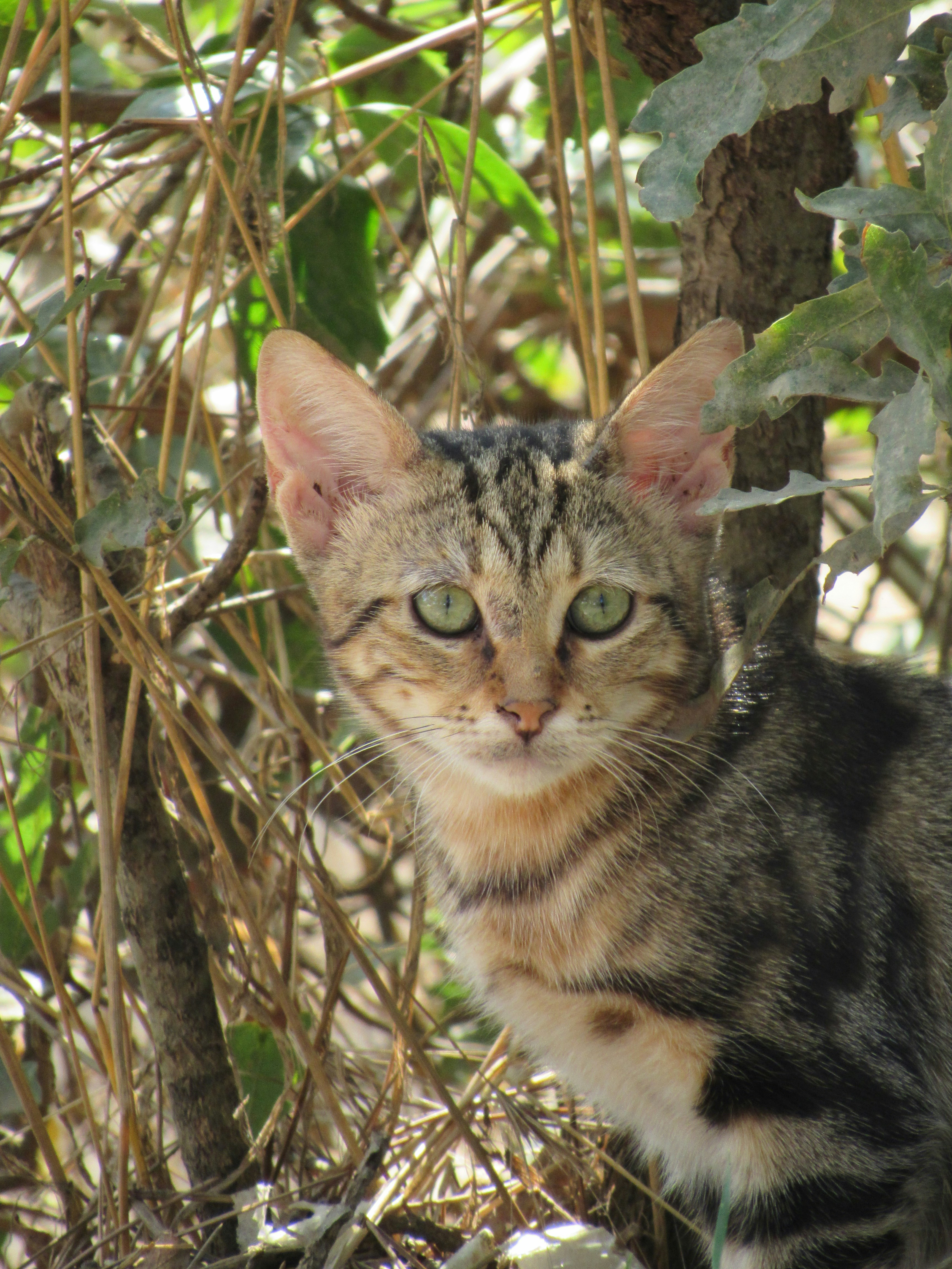 A cat sitting on the ground next to a tree