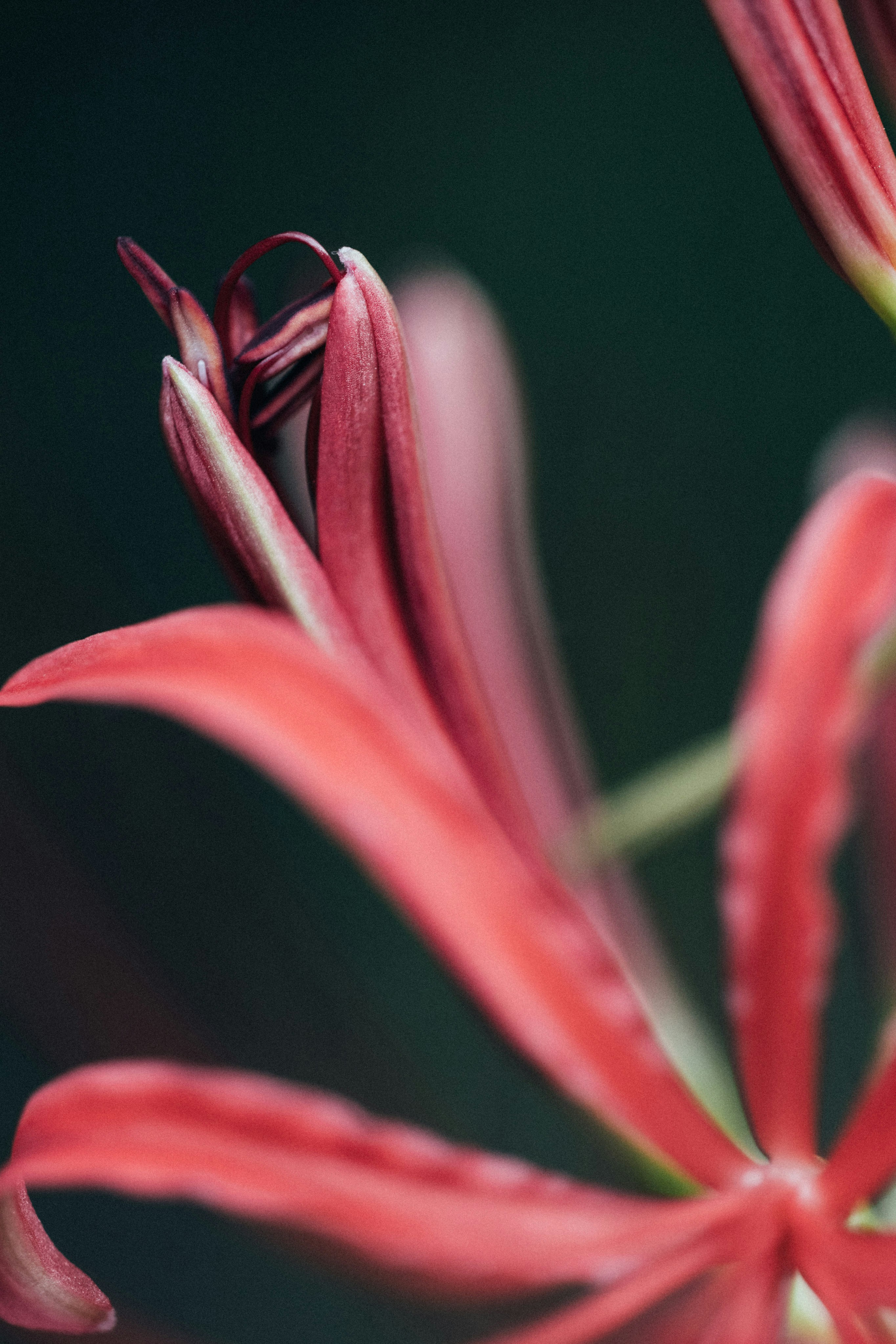 Photo by tsuyoshikozu