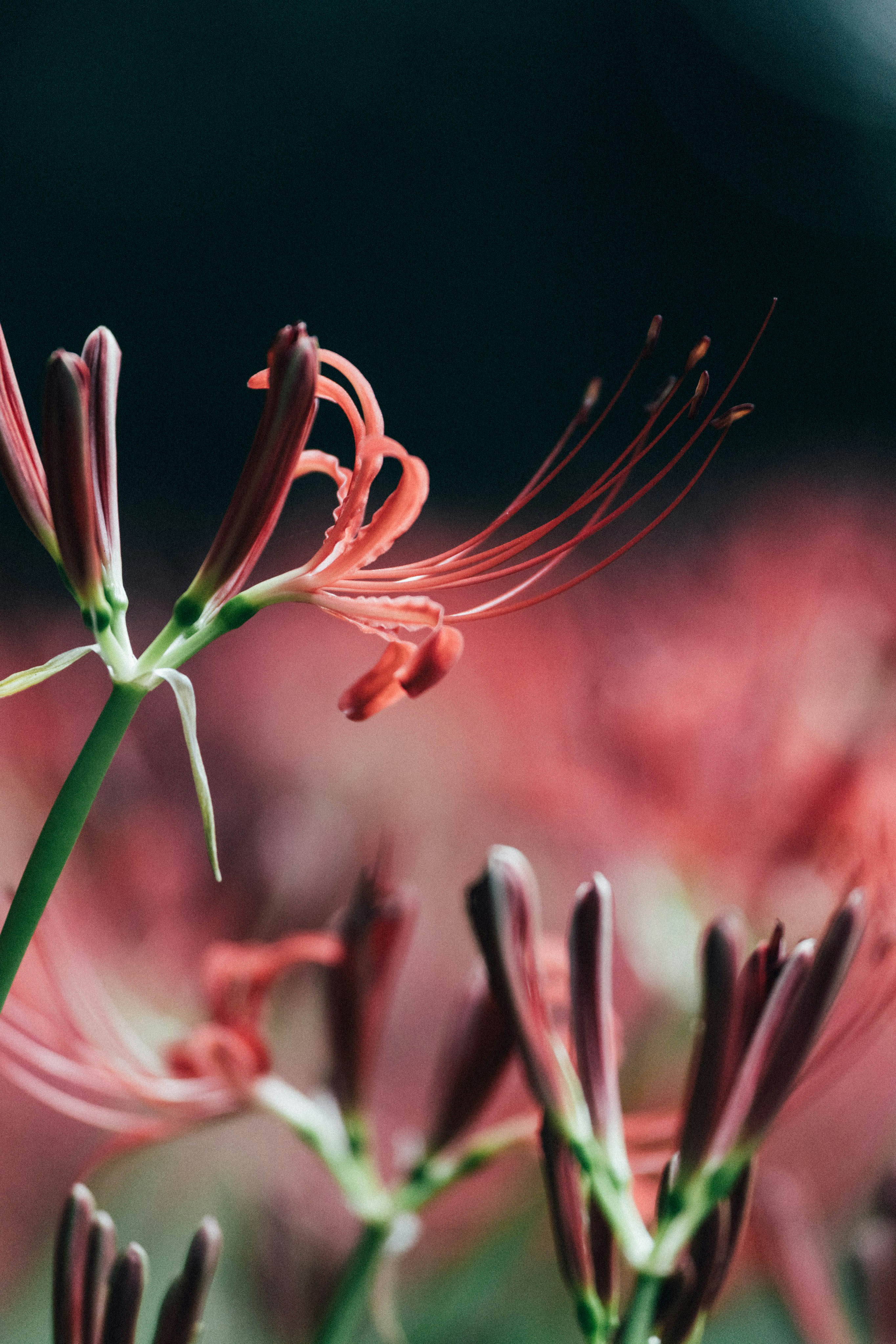 Photo by tsuyoshikozu