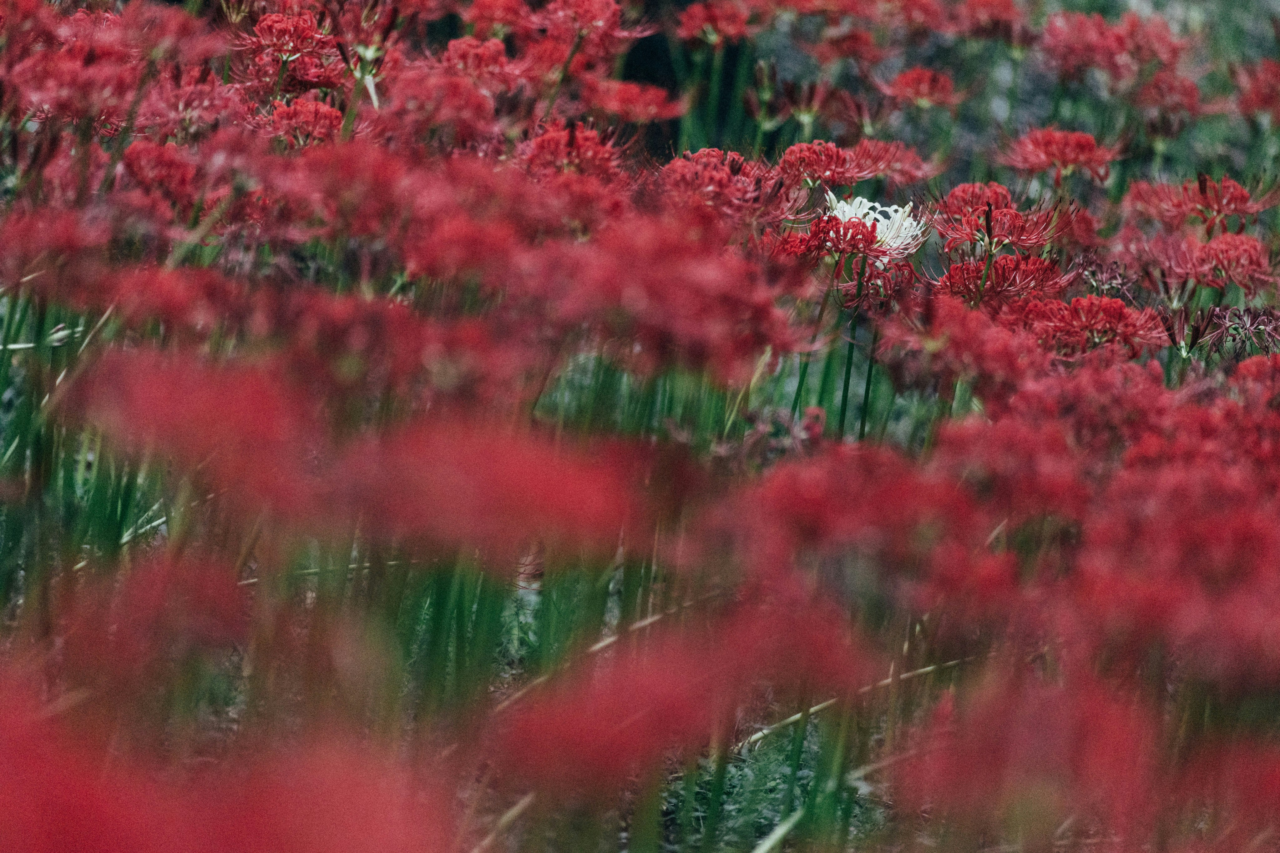 Photo by tsuyoshikozu