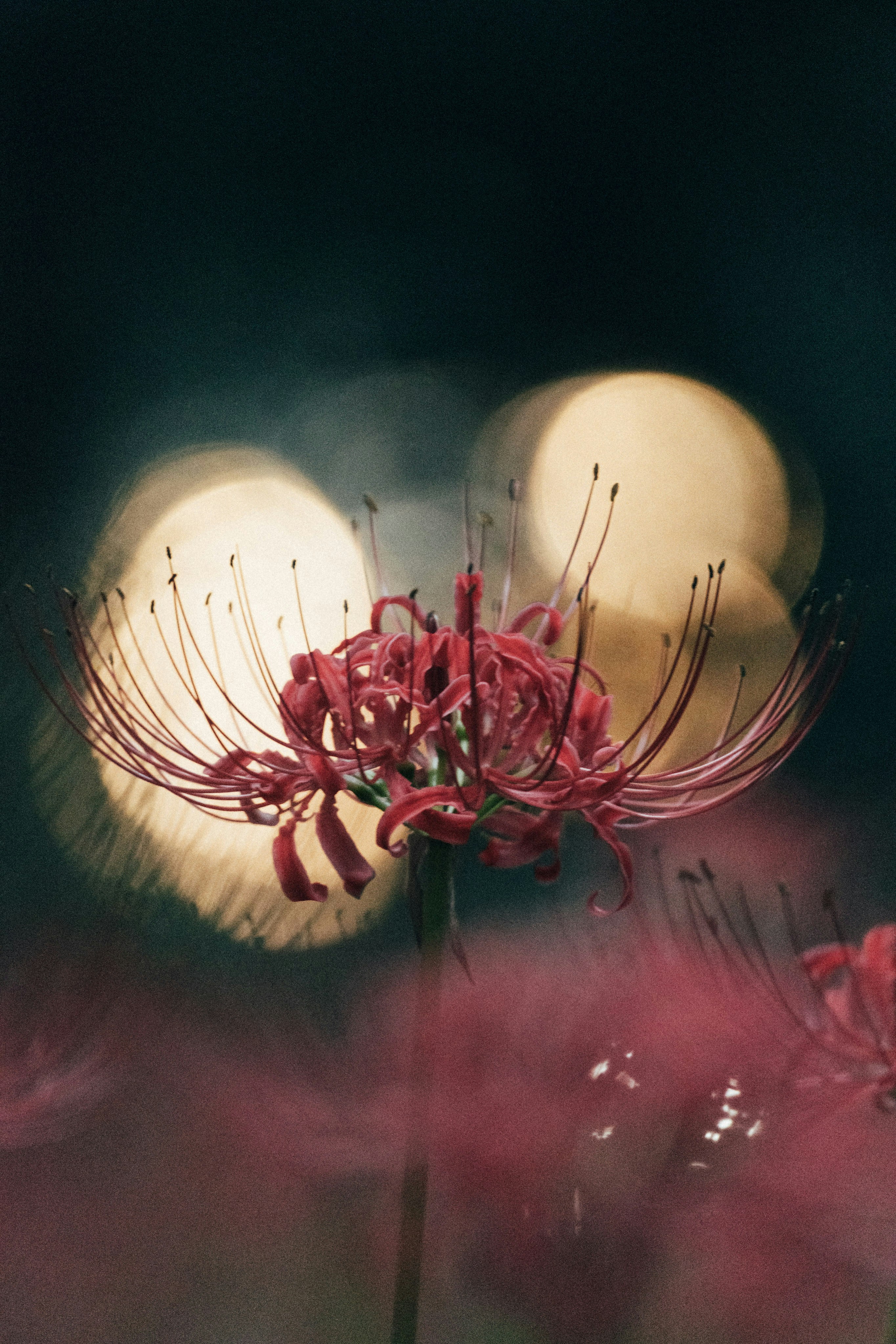 Photo by tsuyoshikozu