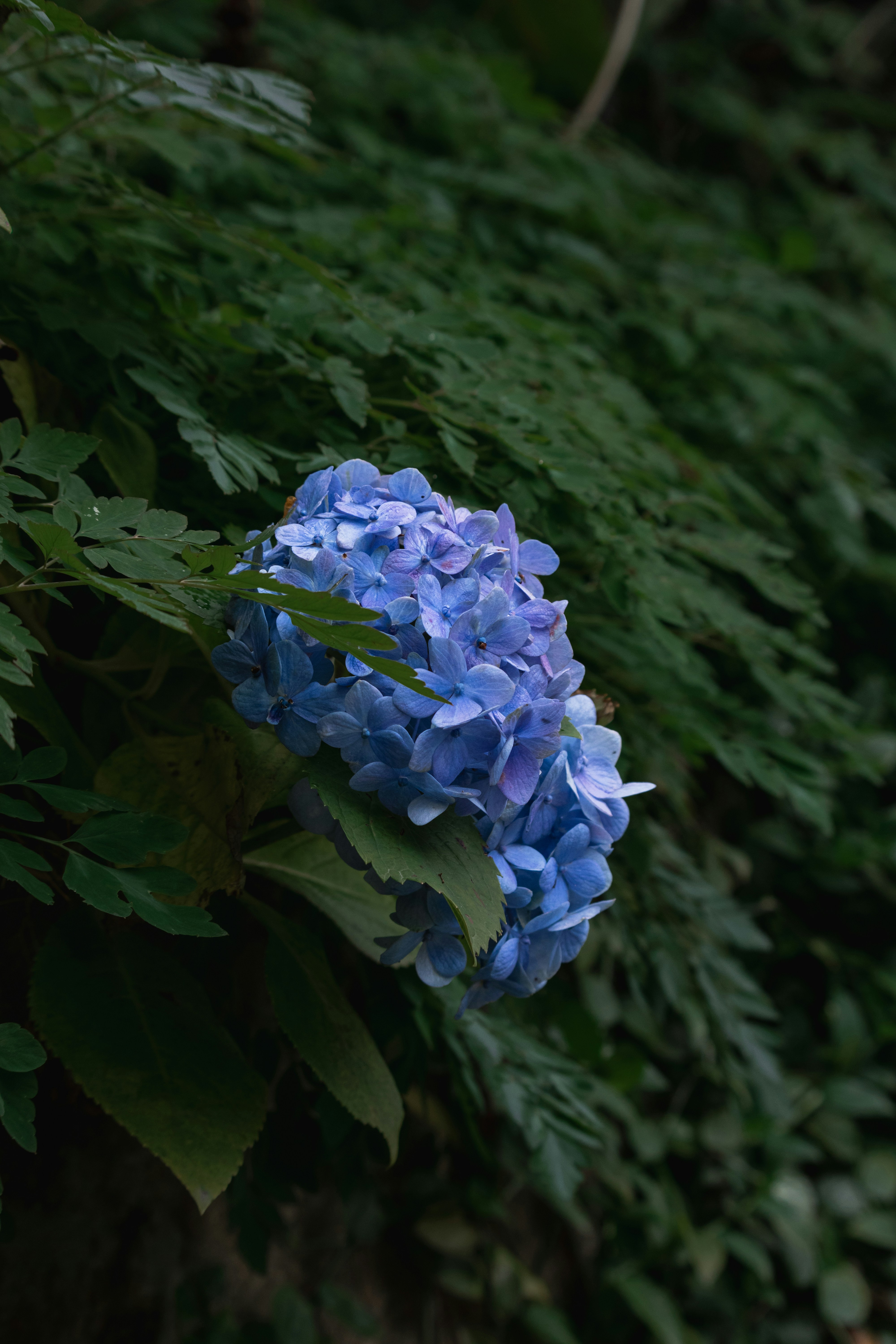 Photo by siyiwind
