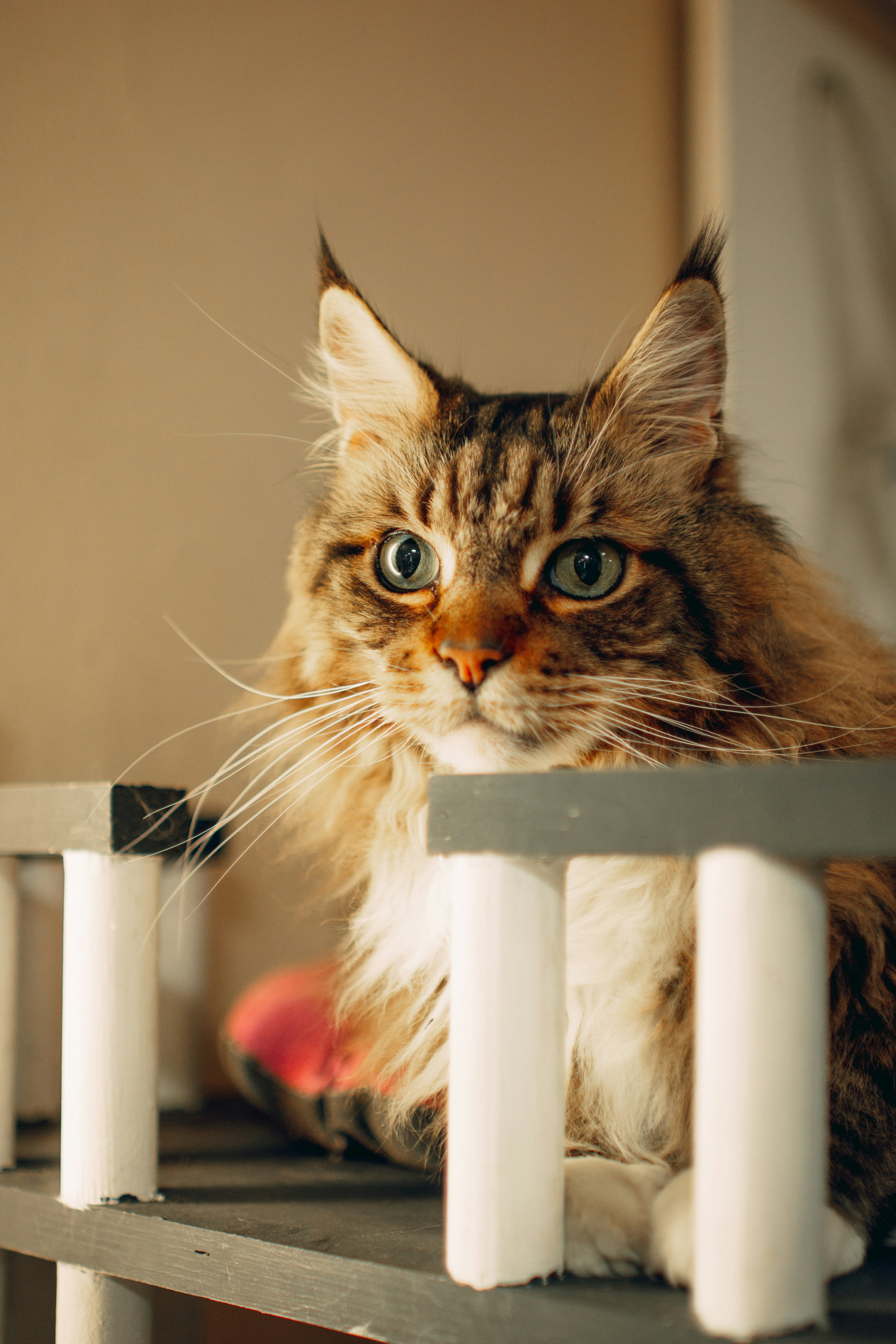 10 Cat Wall Bridges That Improve Daily Exercise Indoors