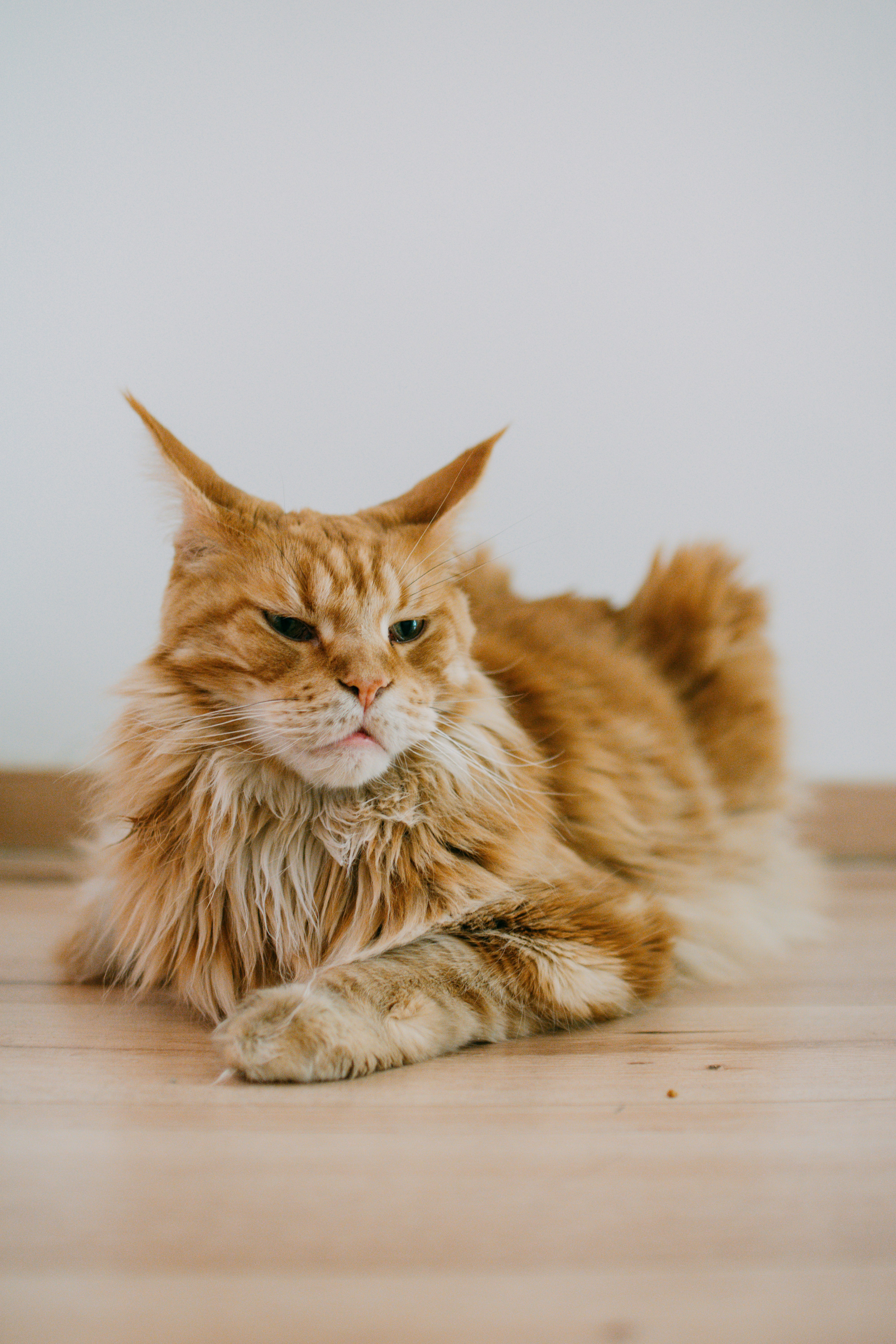 Seekor kucing oranye berbulu berbaring di lantai kayu
