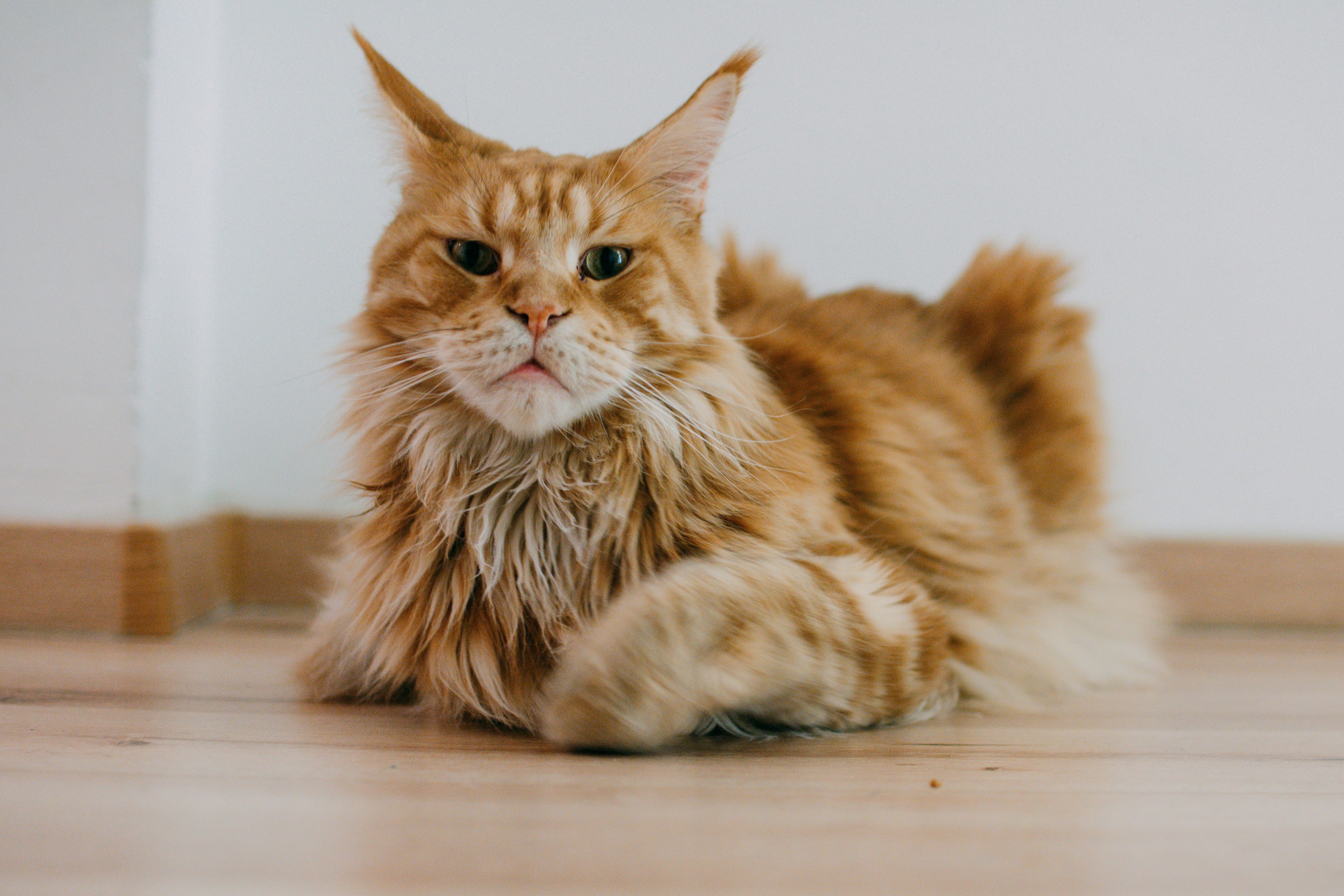 Seekor kucing oranye berbulu berbaring di lantai