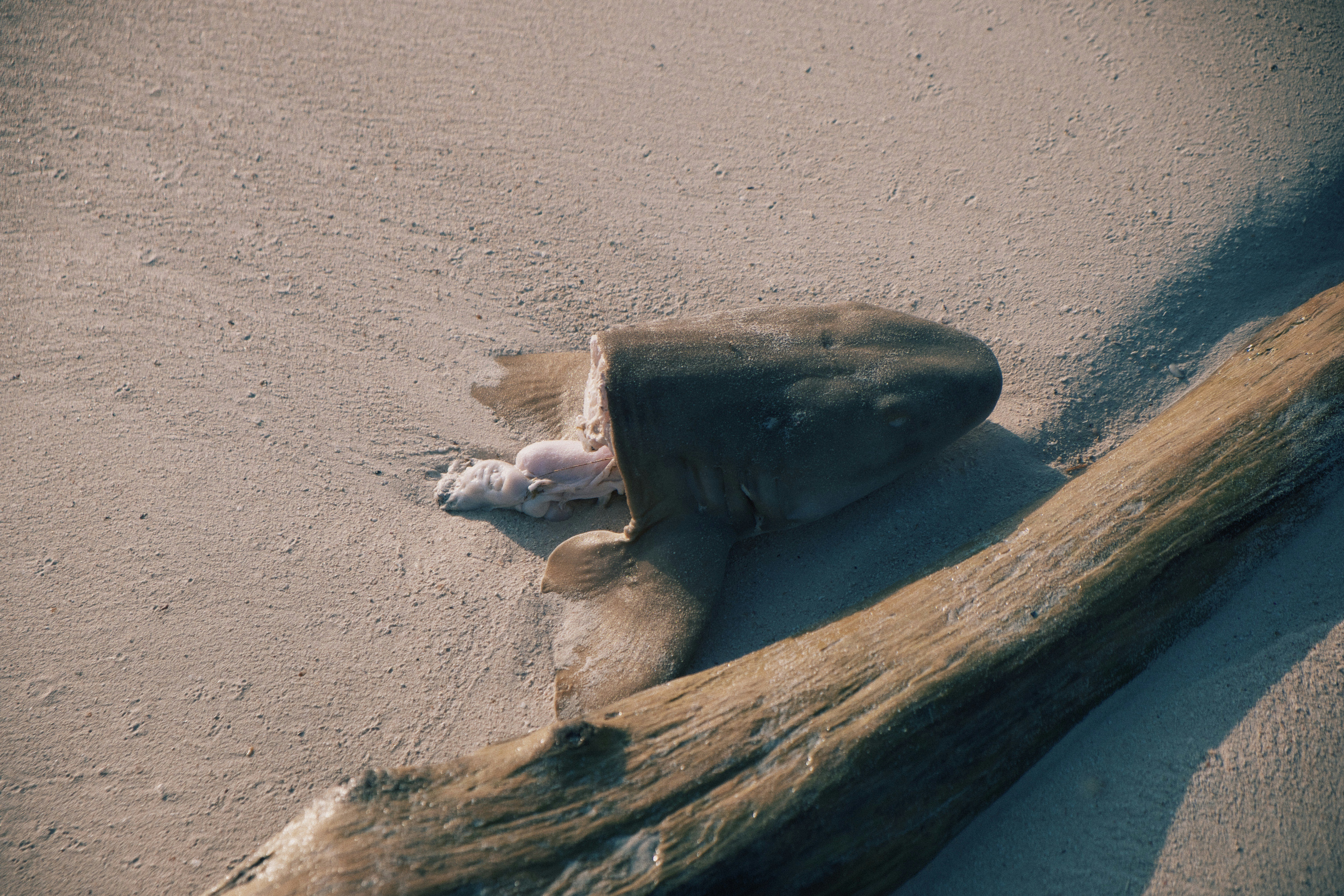 A piece of driftwood lying on the beach