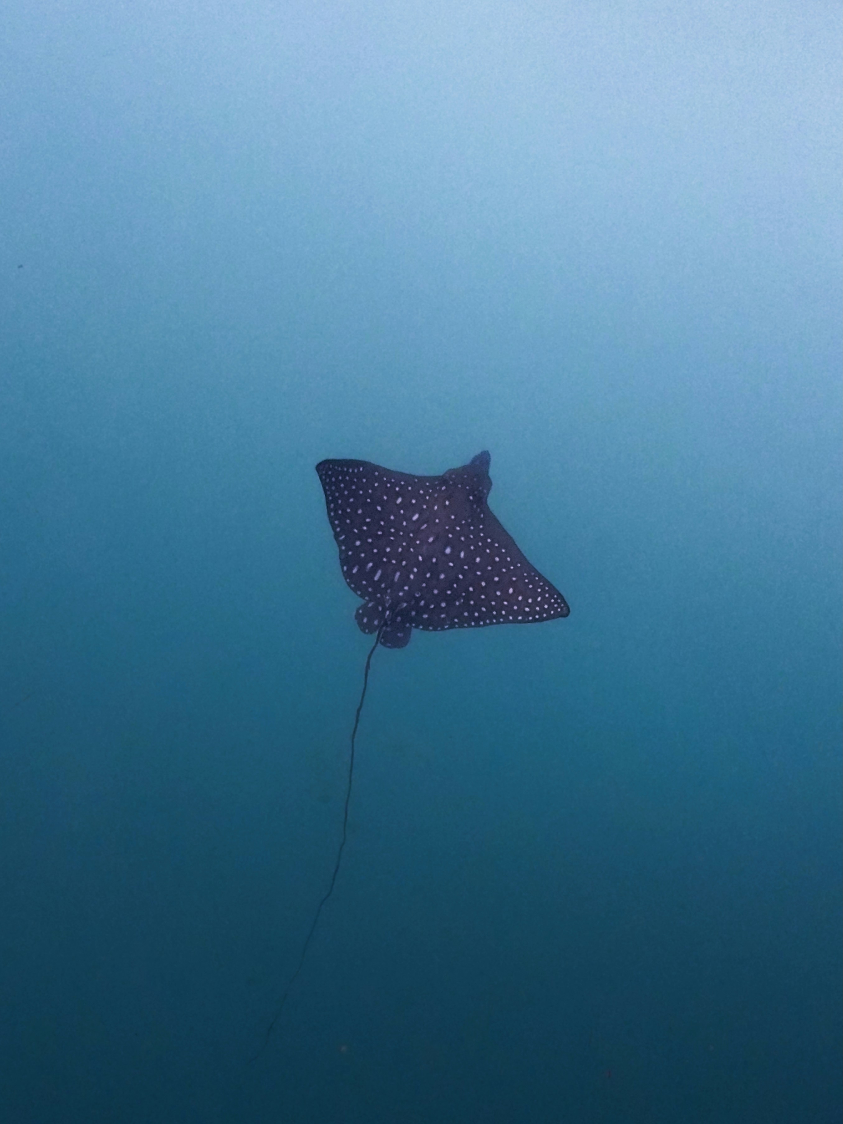 Spotted eagle ray swimming in blue water in the Maldives