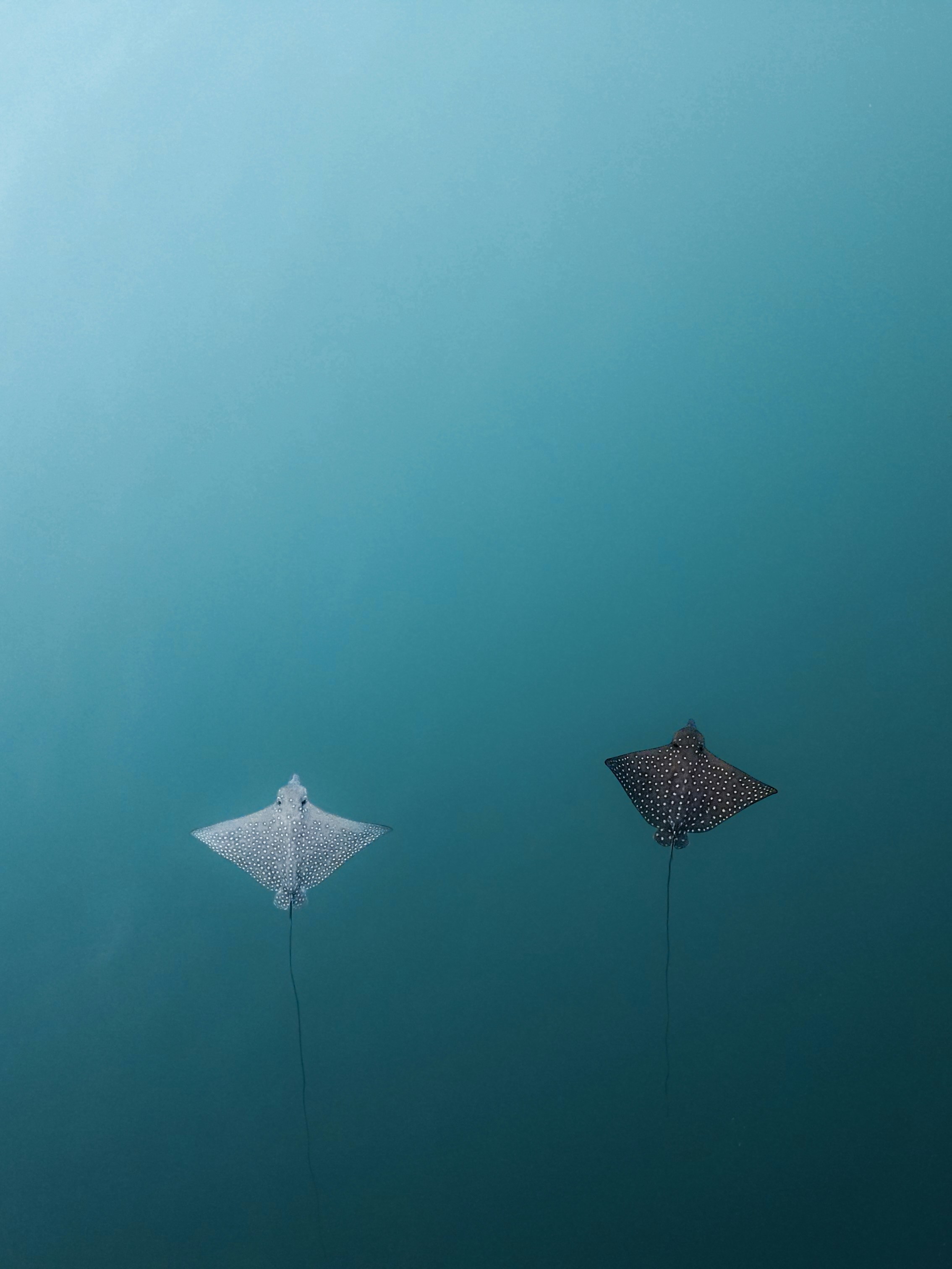 A couple of kites floating on top of a body of water photo – Free ...