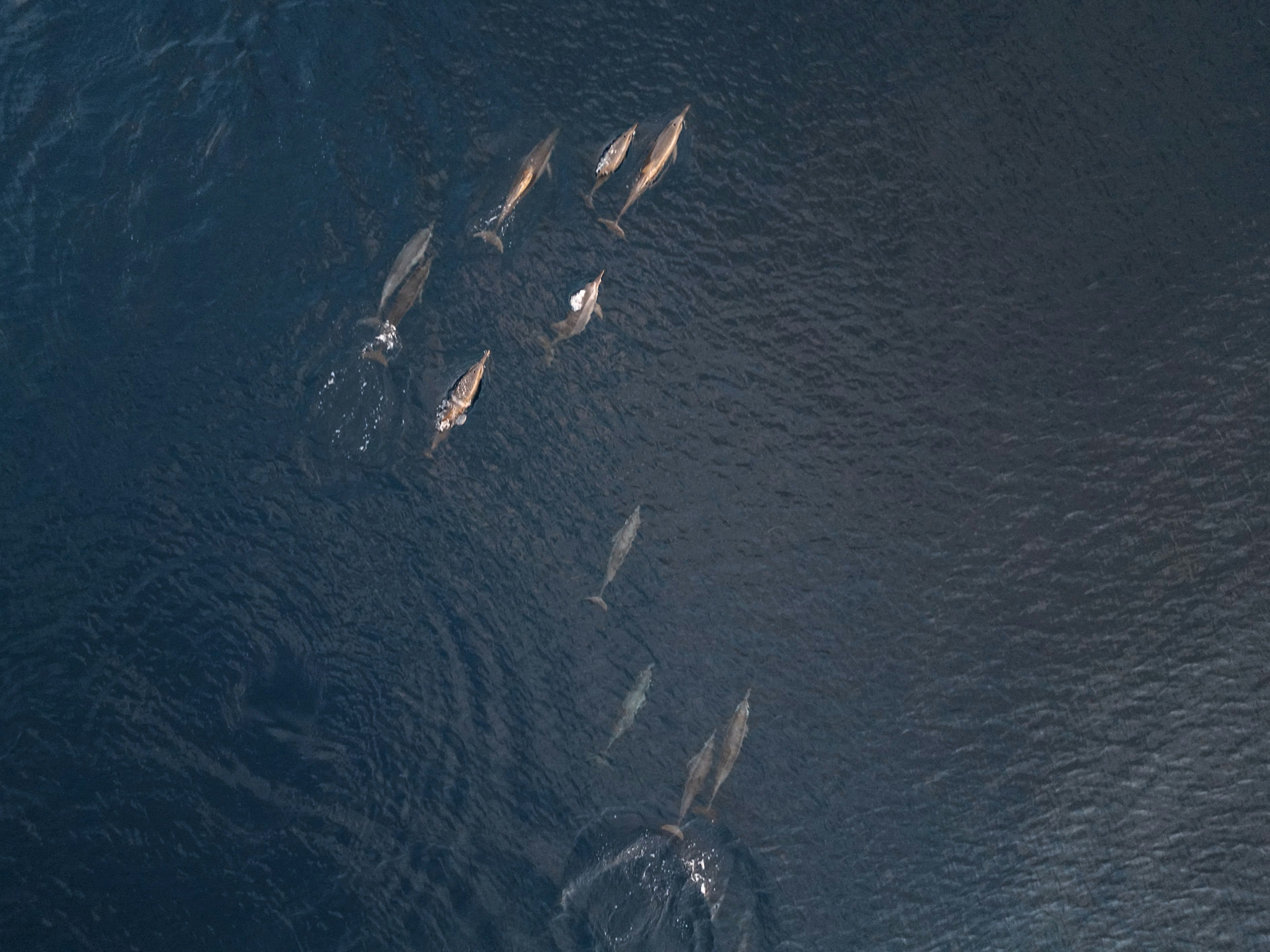 Image of Navy SEALs on a mission