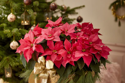 Euphorbia Crown of Thorns India — Complete Guide All Species